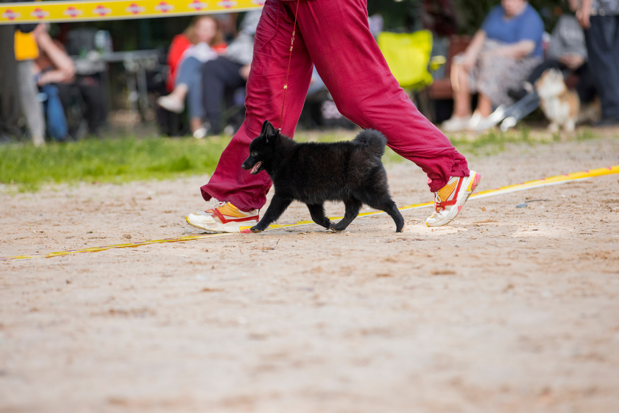 Сфера-Ховрино 29-30.07.2023. Фотограф-анималист Юлия Германика