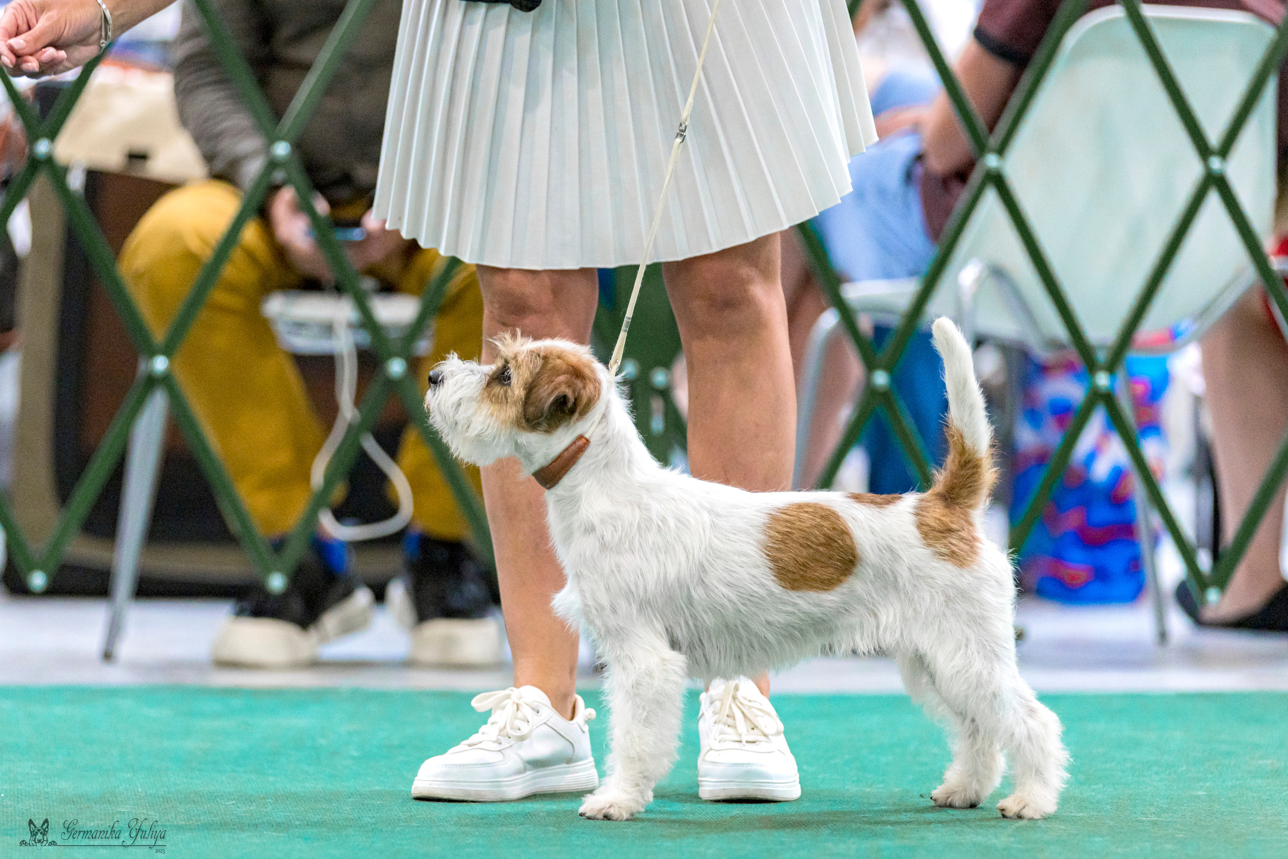 Крокус,Псков 5-6.08.2023. Фотограф-анималист Юлия Германика
