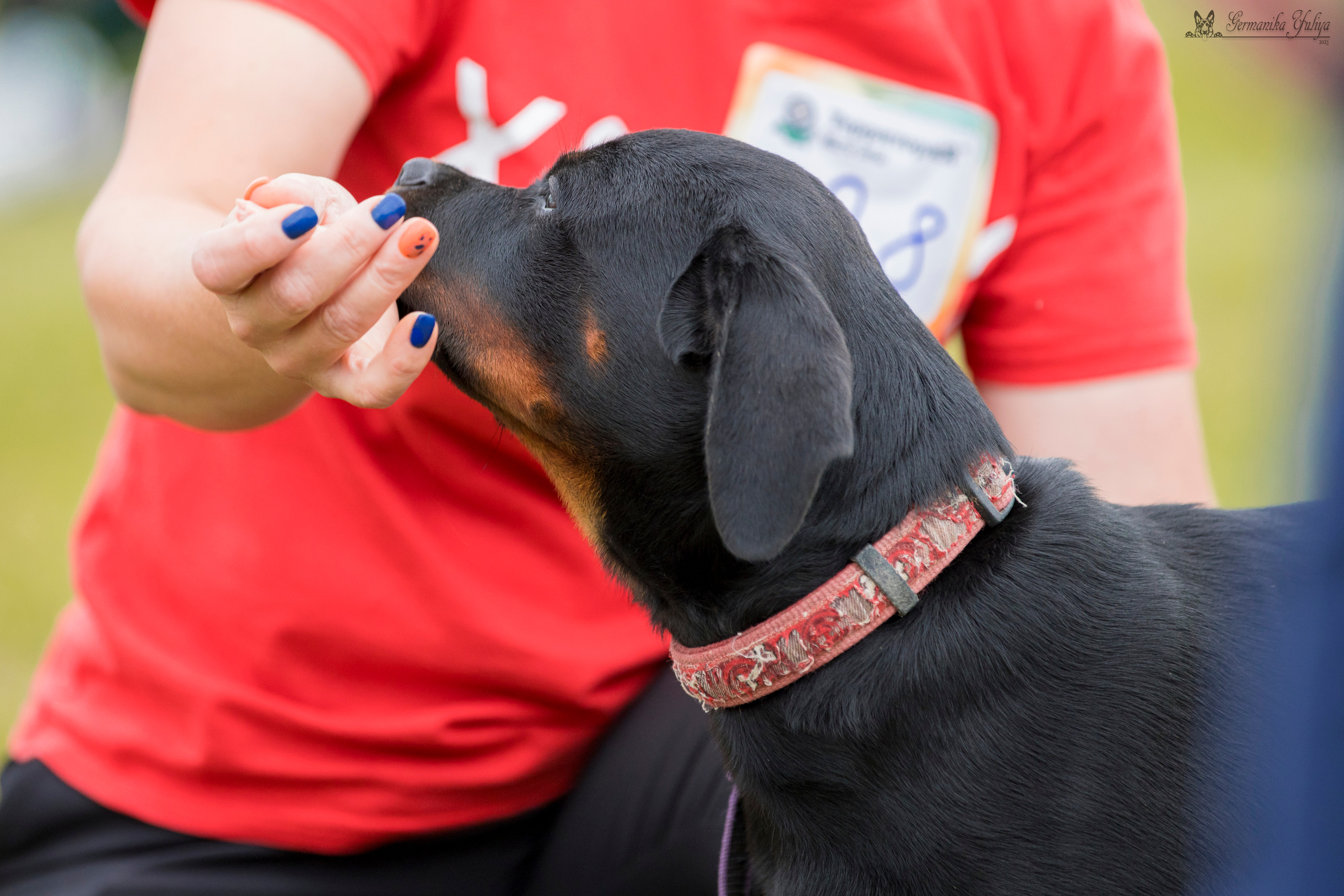 Рязань моно ротвейлеров 12.08.2023. Фотограф-анималист Юлия Германика