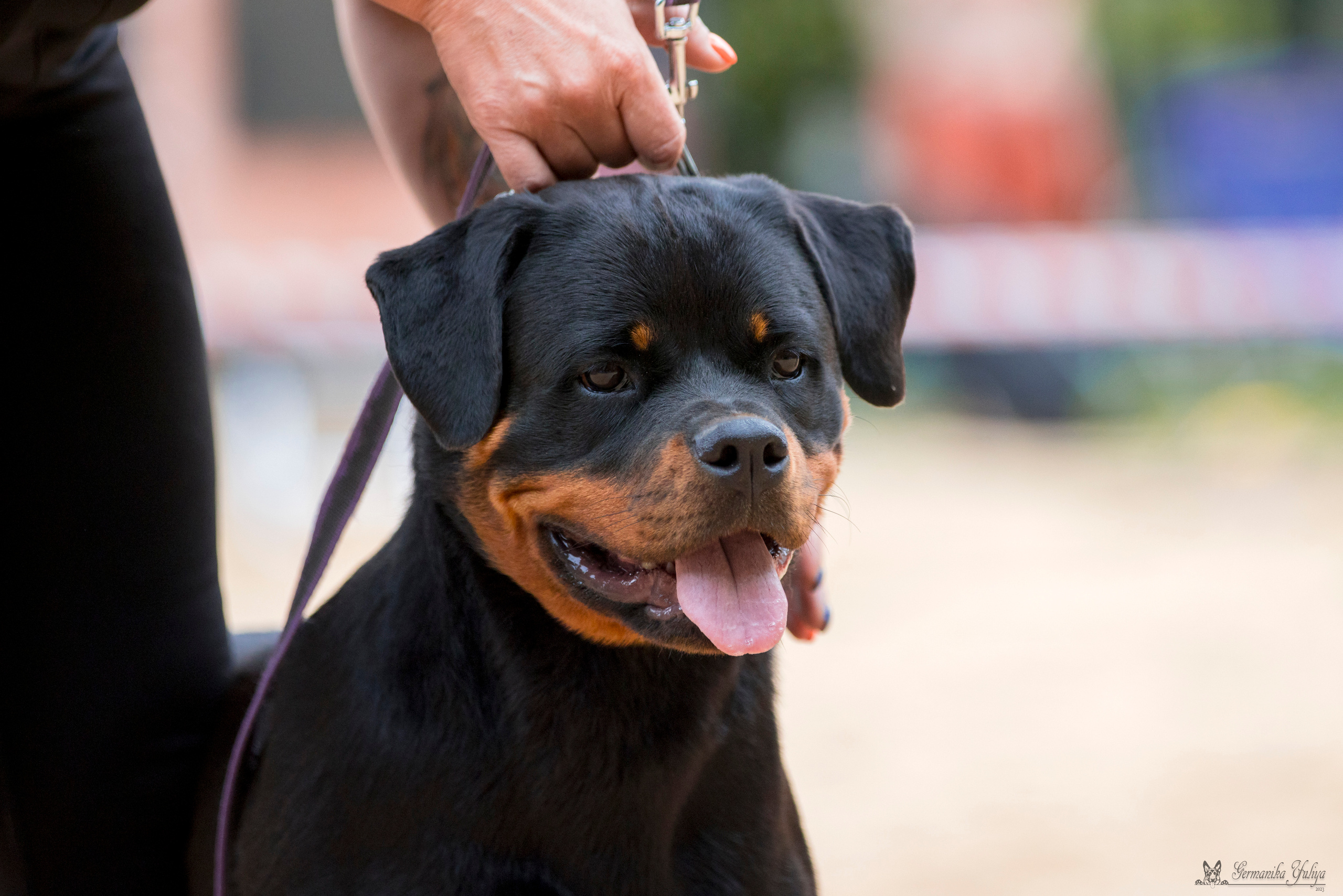 Ховрино 2хмоно ротвейлеров 13.08.2023