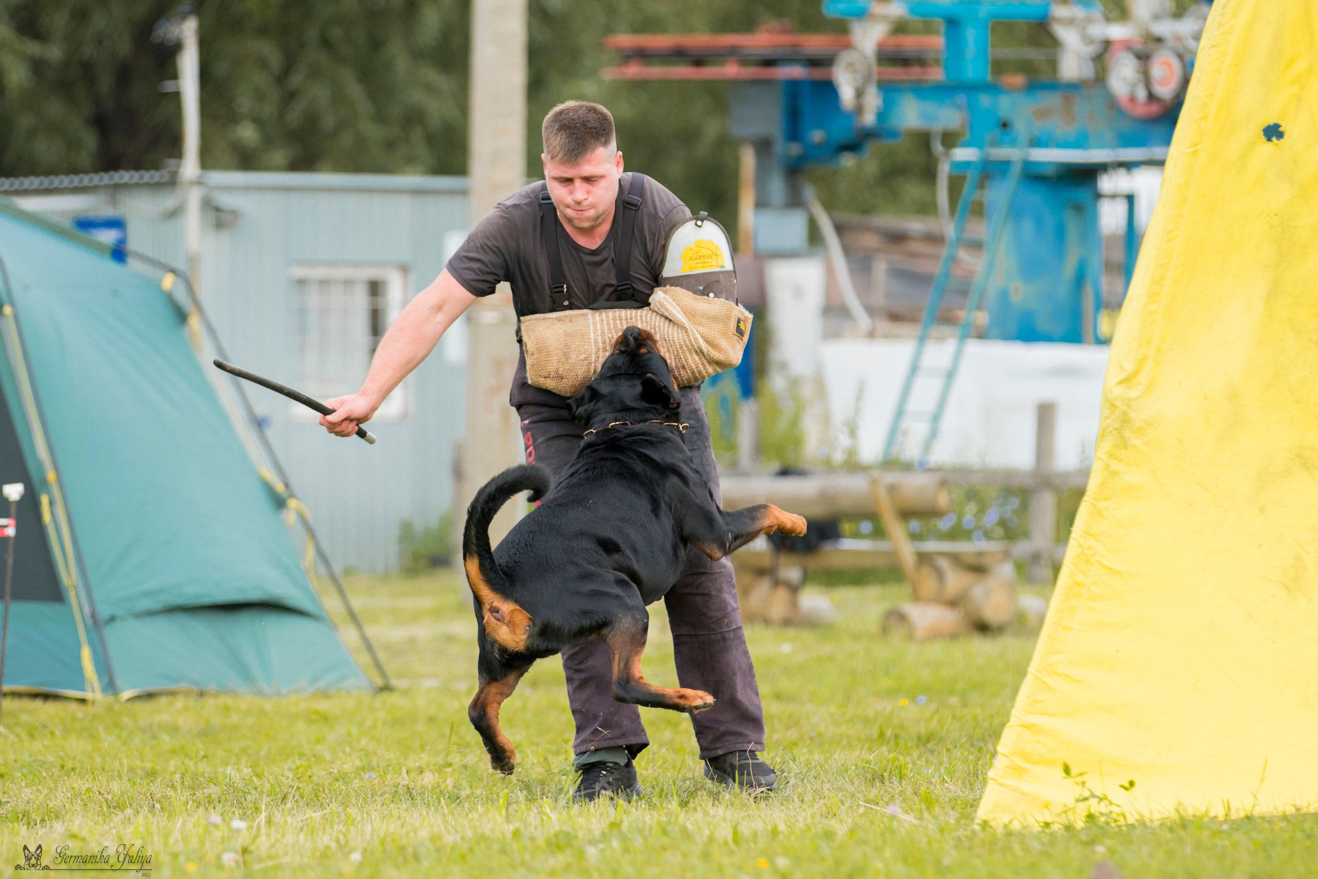Рязань моно ротвейлеров 12.08.2023. Фотограф-анималист Юлия Германика