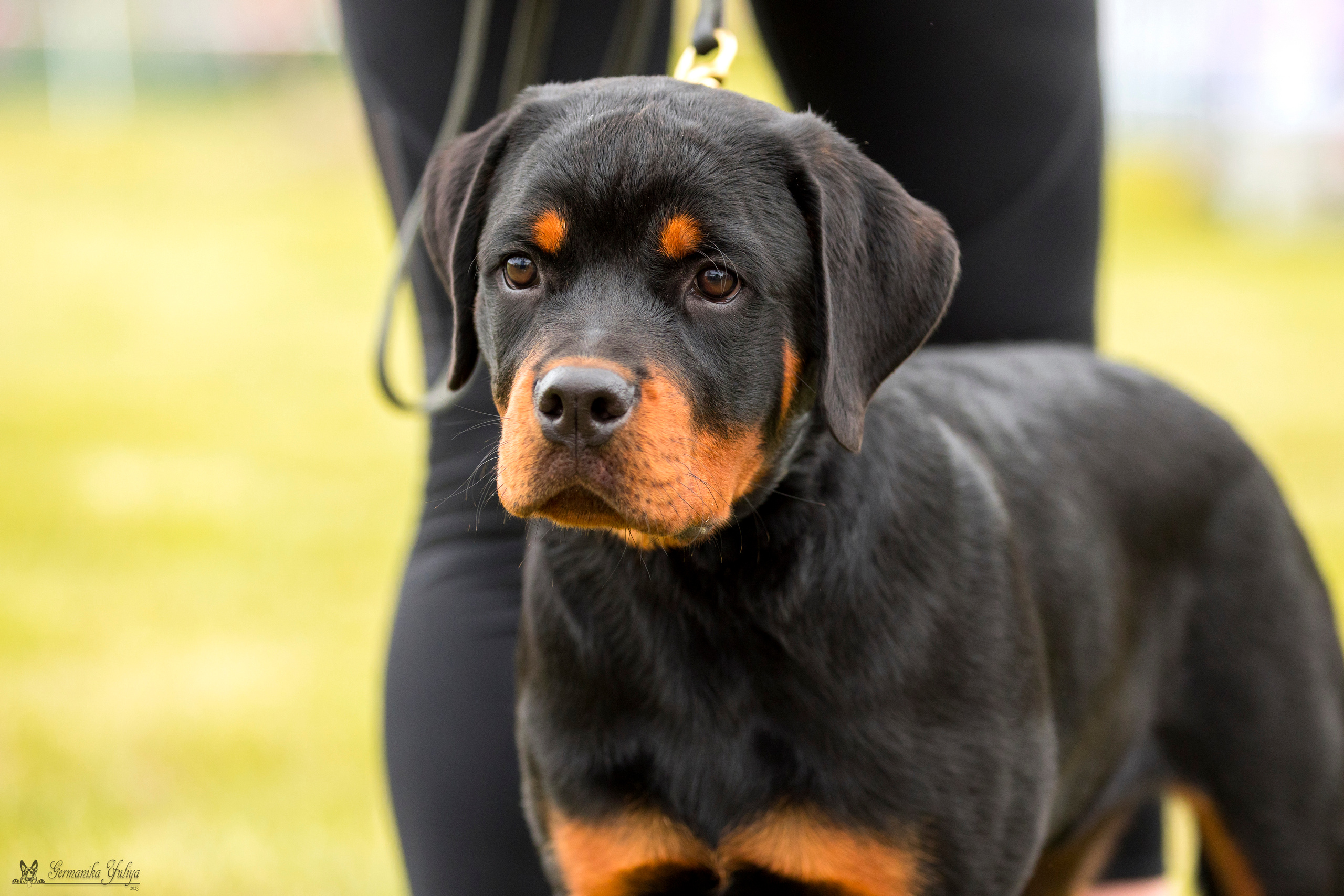 Рязань моно ротвейлеров 12.08.2023. Фотограф-анималист Юлия Германика