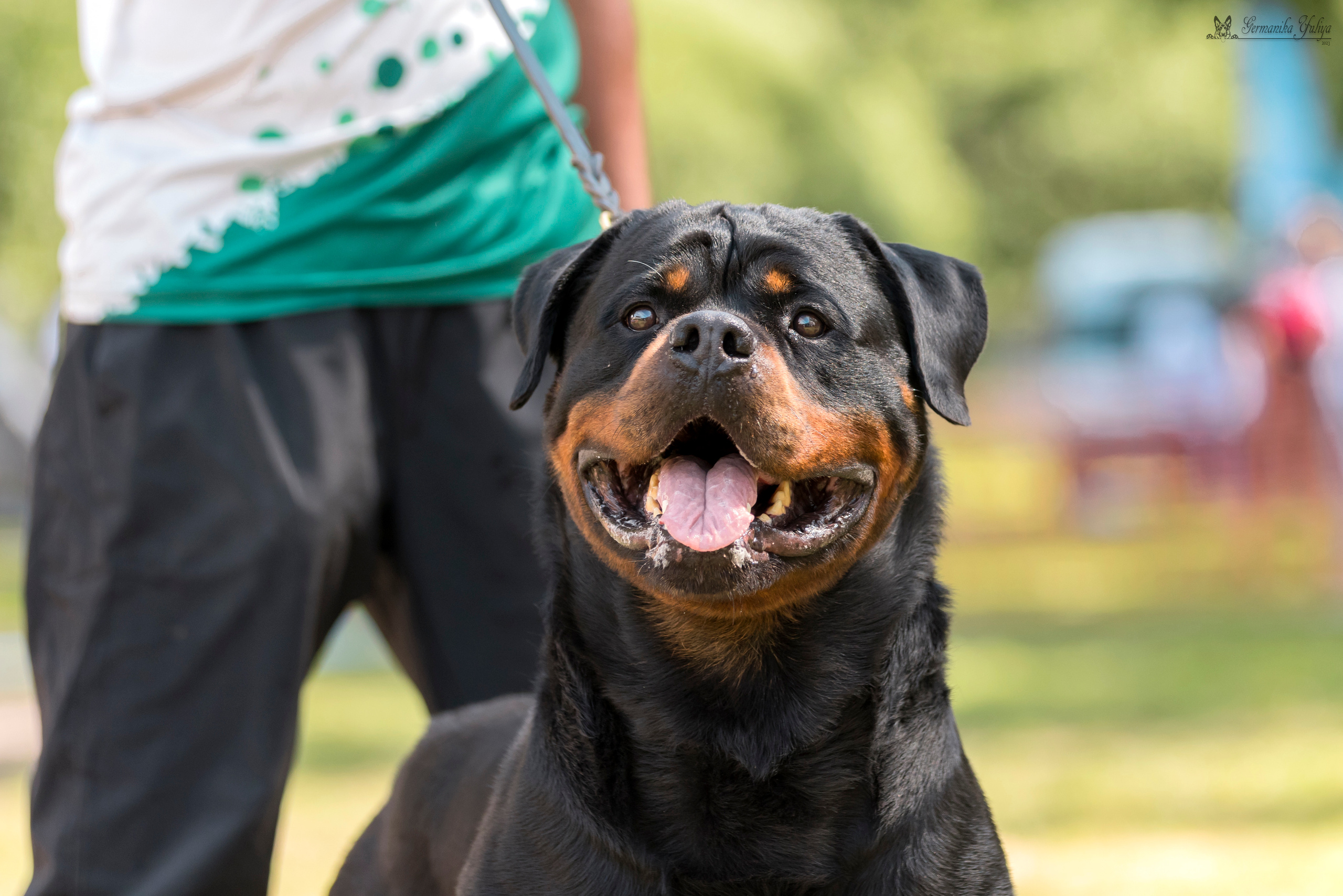 ПК и КЧК ротвейлеров Питер 22-23.07.2023. Фотограф-анималист Юлия Германика