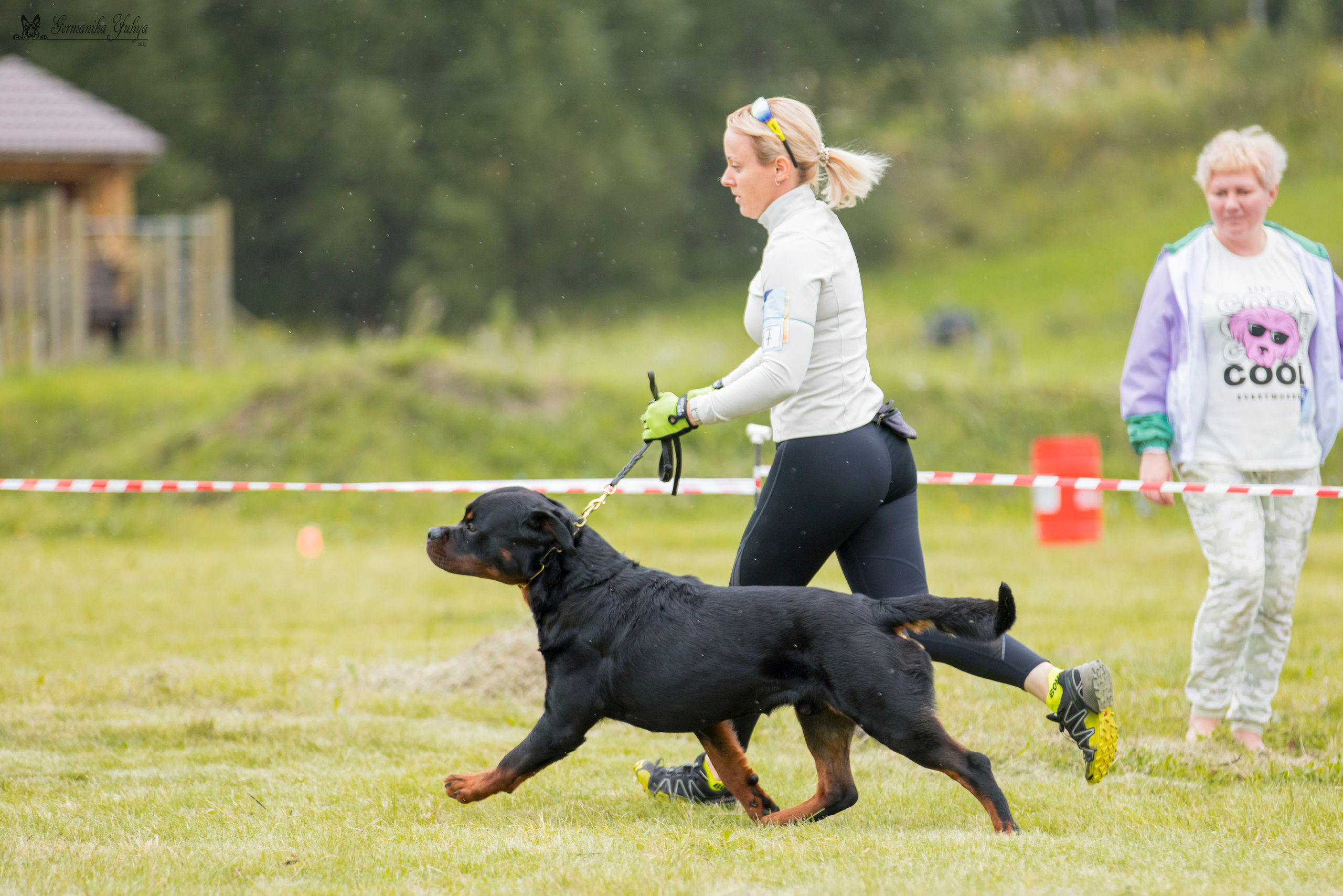 Рязань моно ротвейлеров 12.08.2023. Фотограф-анималист Юлия Германика