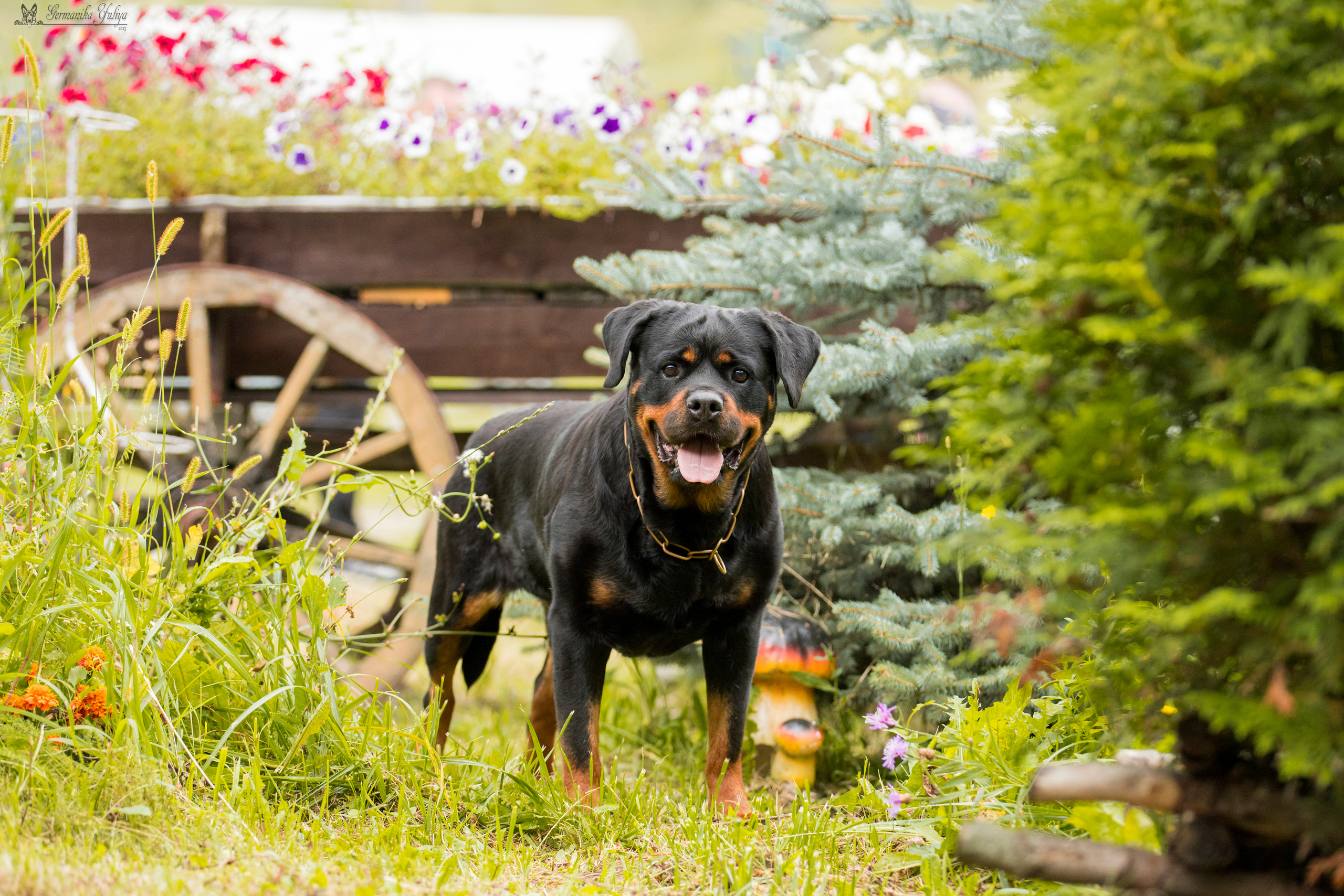 Рязань моно ротвейлеров 12.08.2023. Фотограф-анималист Юлия Германика