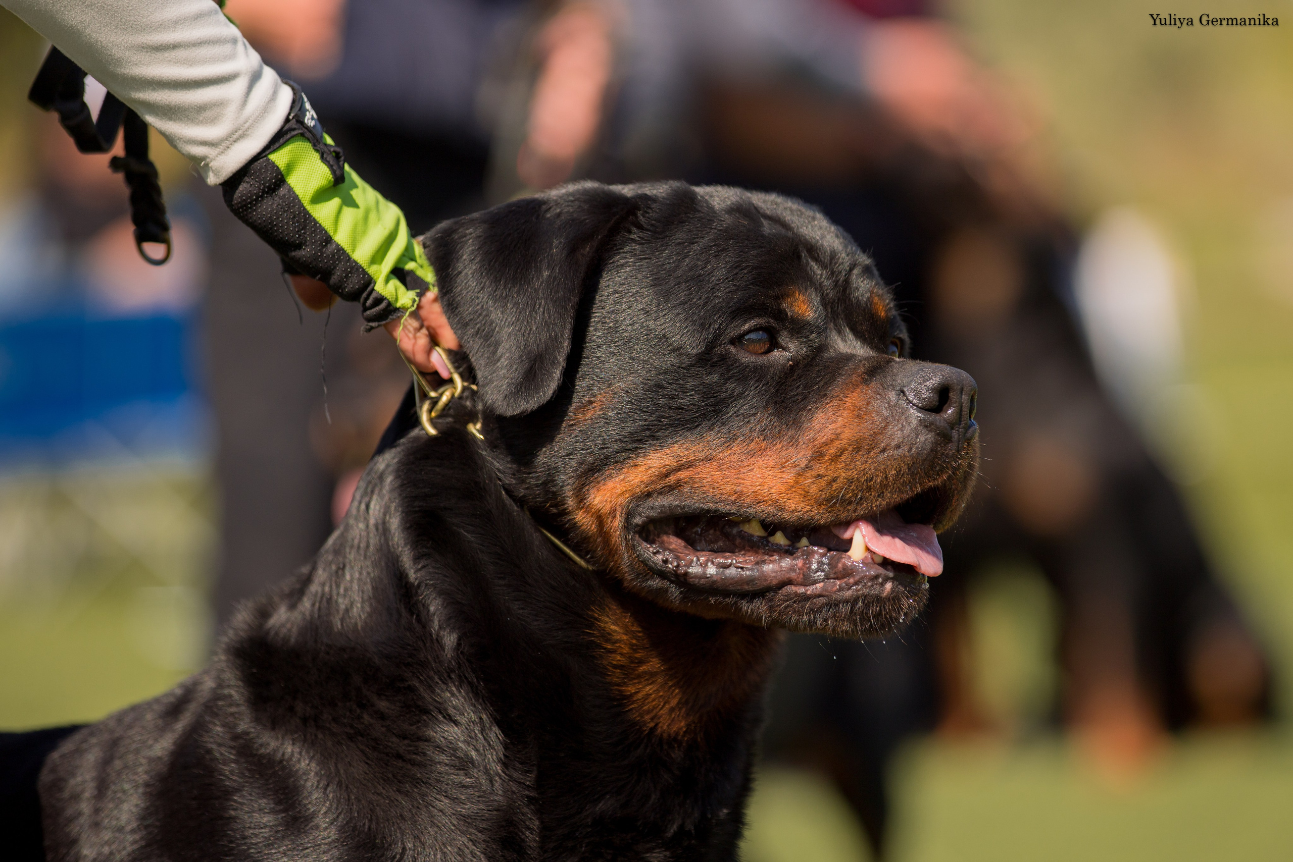 Анапа 16-17.09.2023 моно ротвейлеров. Фотограф-анималист Юлия Германика