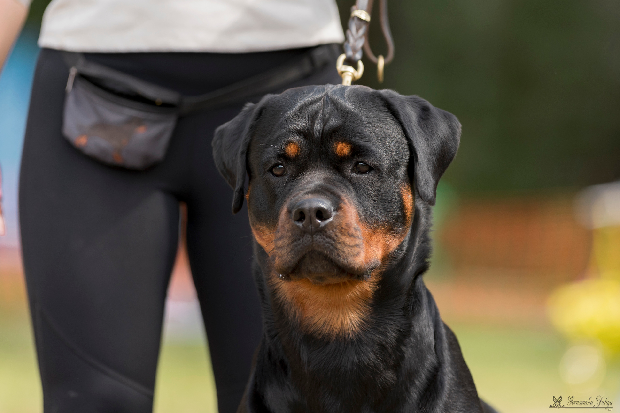 ПК и КЧК ротвейлеров Питер 22-23.07.2023. Фотограф-анималист Юлия Германика