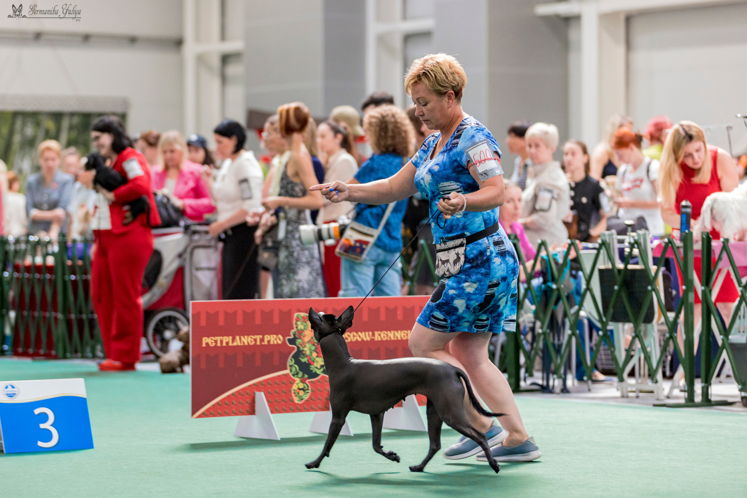 Крокус,Псков 5-6.08.2023. Фотограф-анималист Юлия Германика