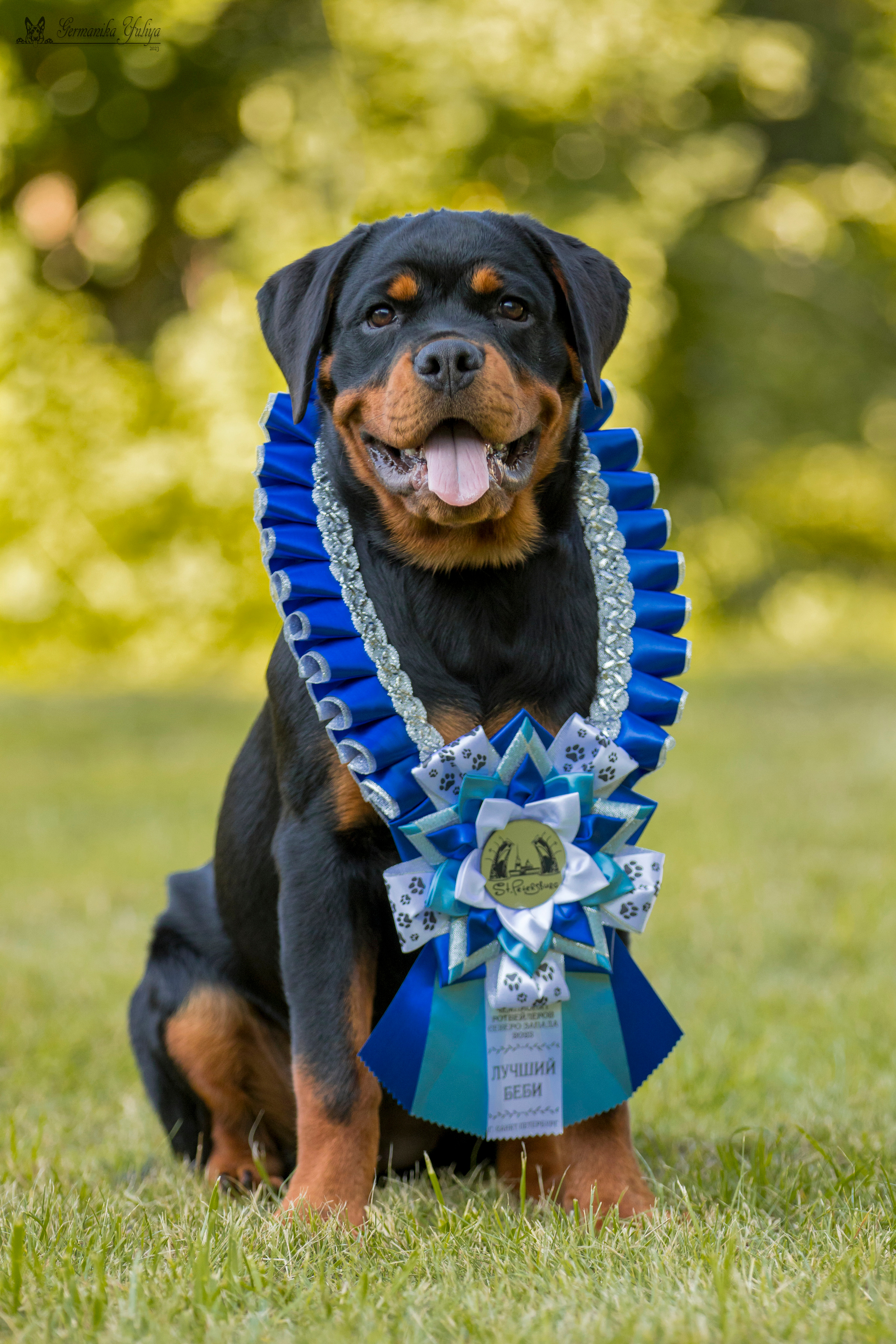 ПК и КЧК ротвейлеров Питер 22-23.07.2023. Фотограф-анималист Юлия Германика