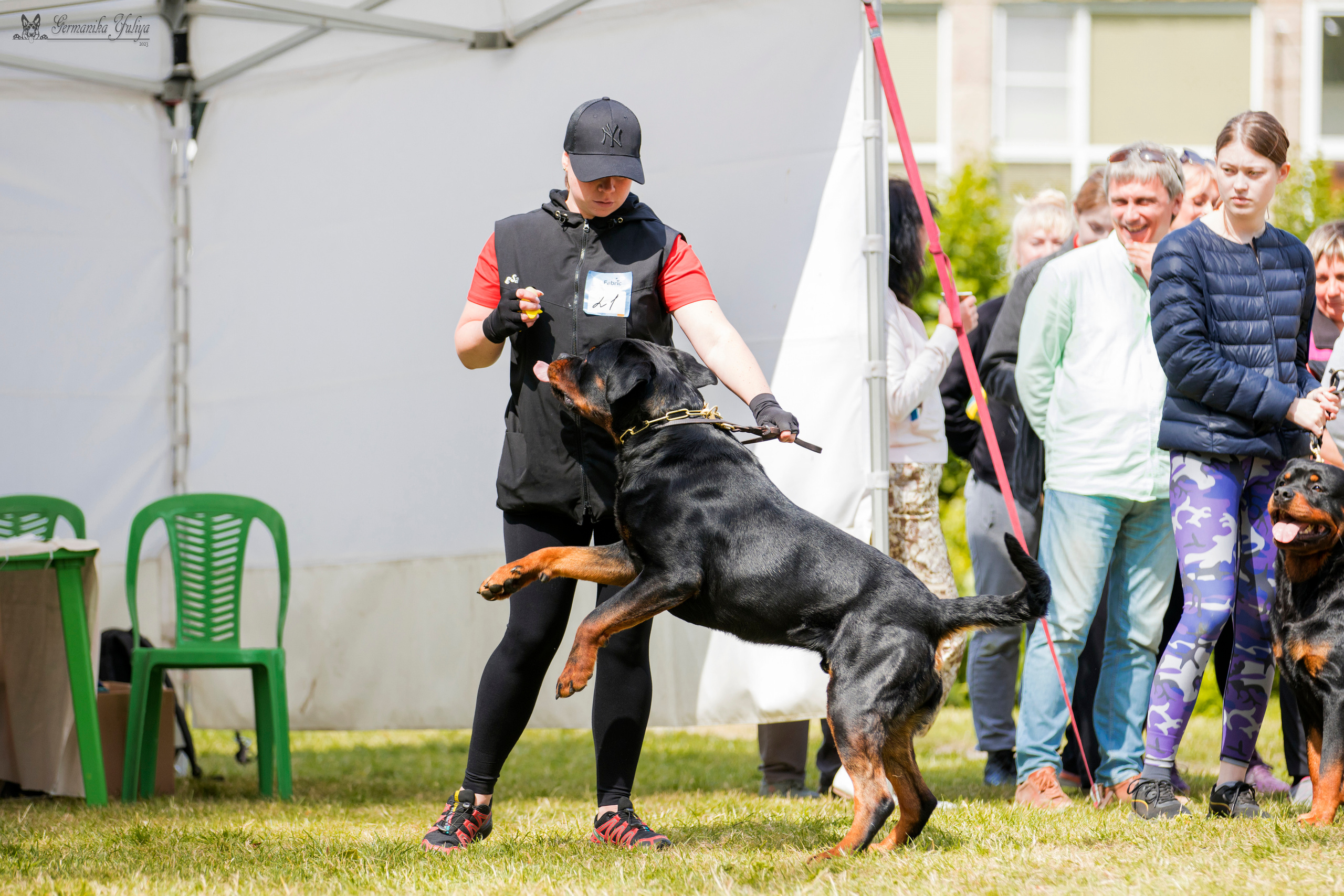 ПК и КЧК ротвейлеров Питер 22-23.07.2023. Фотограф-анималист Юлия Германика