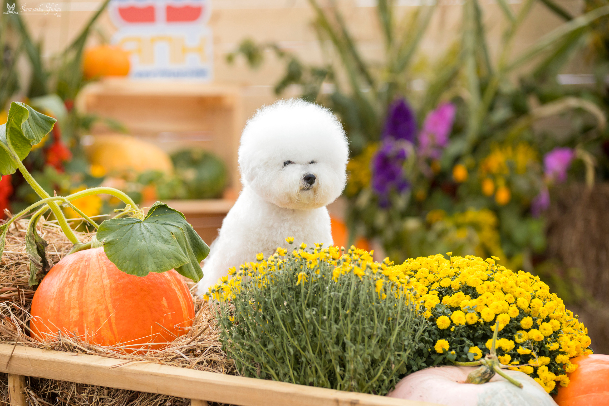 Питер 2-3.09.2023. Фотограф-анималист Юлия Германика