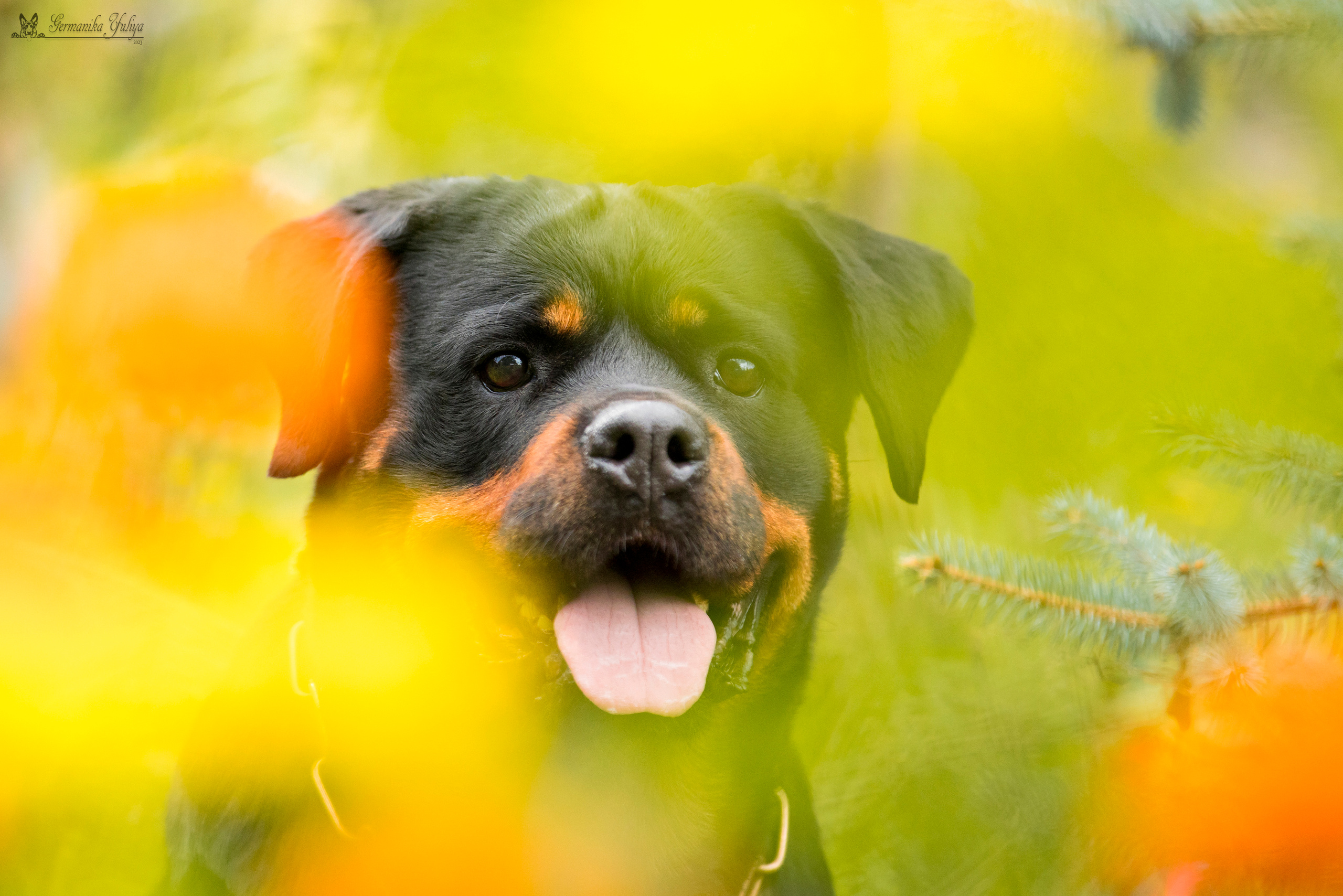 Рязань моно ротвейлеров 12.08.2023. Фотограф-анималист Юлия Германика