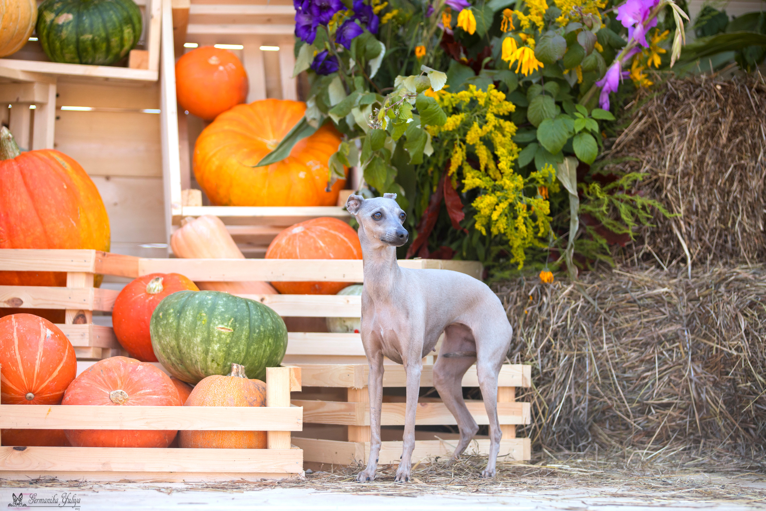 Питер 2-3.09.2023. Фотограф-анималист Юлия Германика