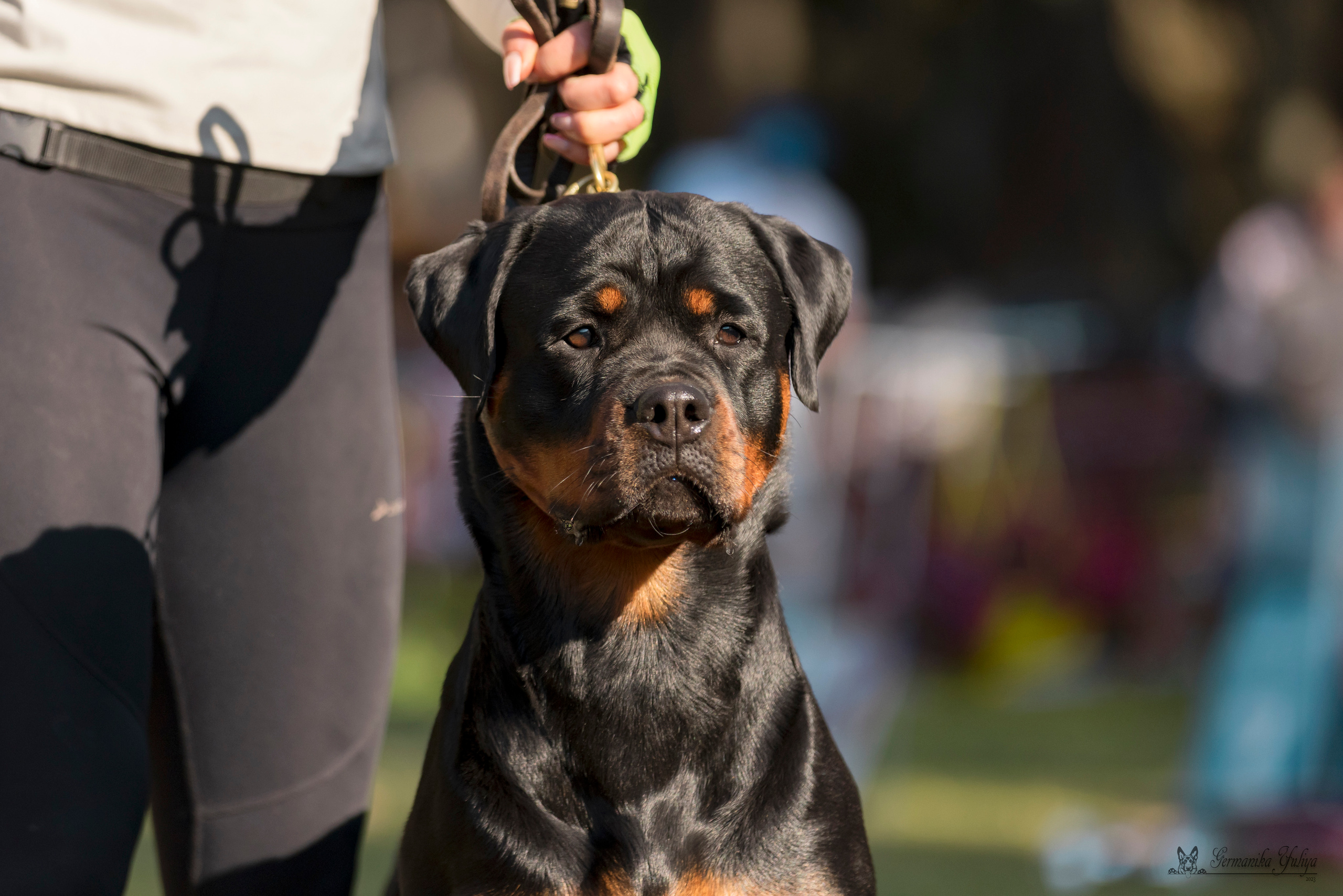 ПК и КЧК ротвейлеров Питер 22-23.07.2023. Фотограф-анималист Юлия Германика