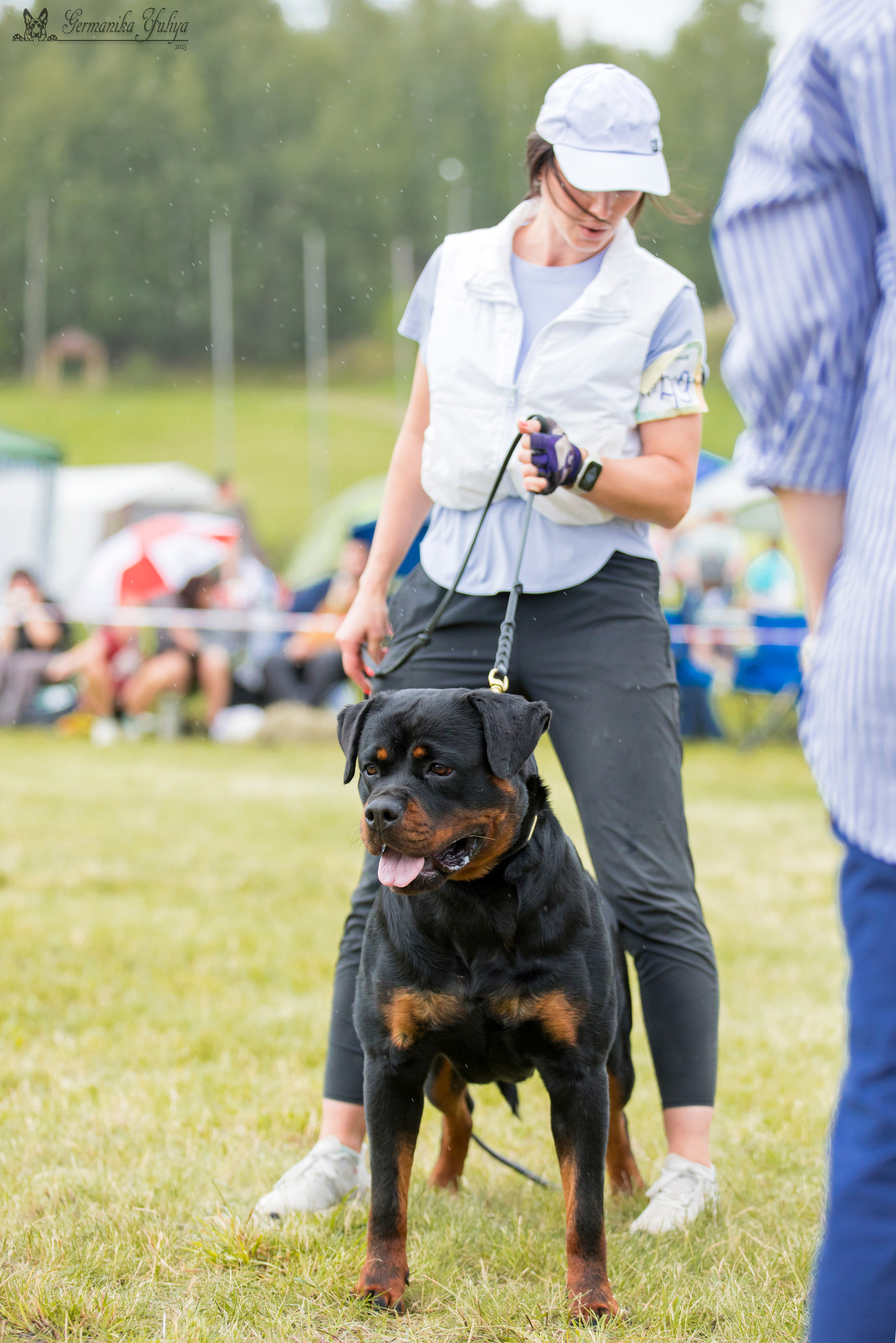 Рязань моно ротвейлеров 12.08.2023. Фотограф-анималист Юлия Германика
