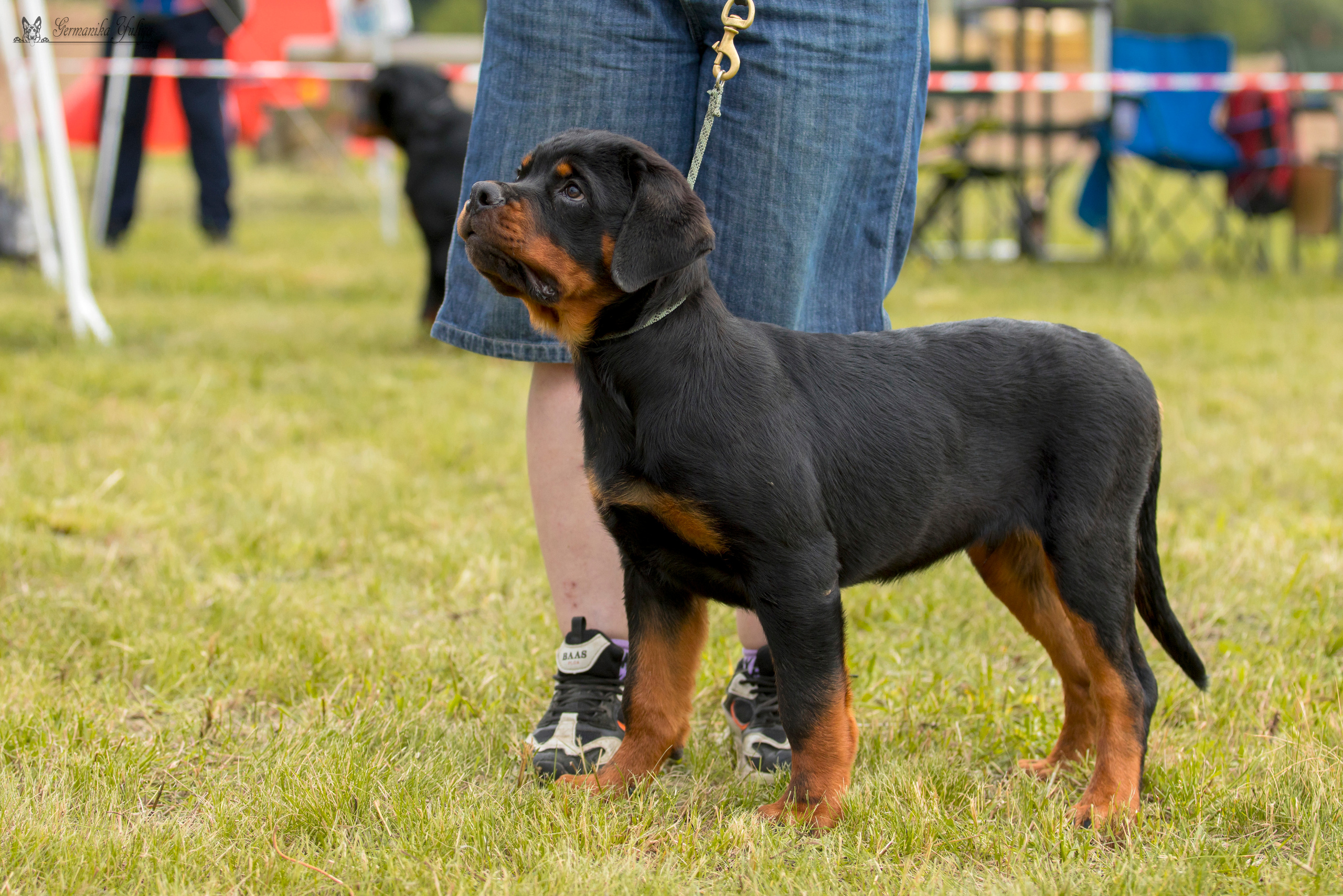 Рязань моно ротвейлеров 12.08.2023. Фотограф-анималист Юлия Германика