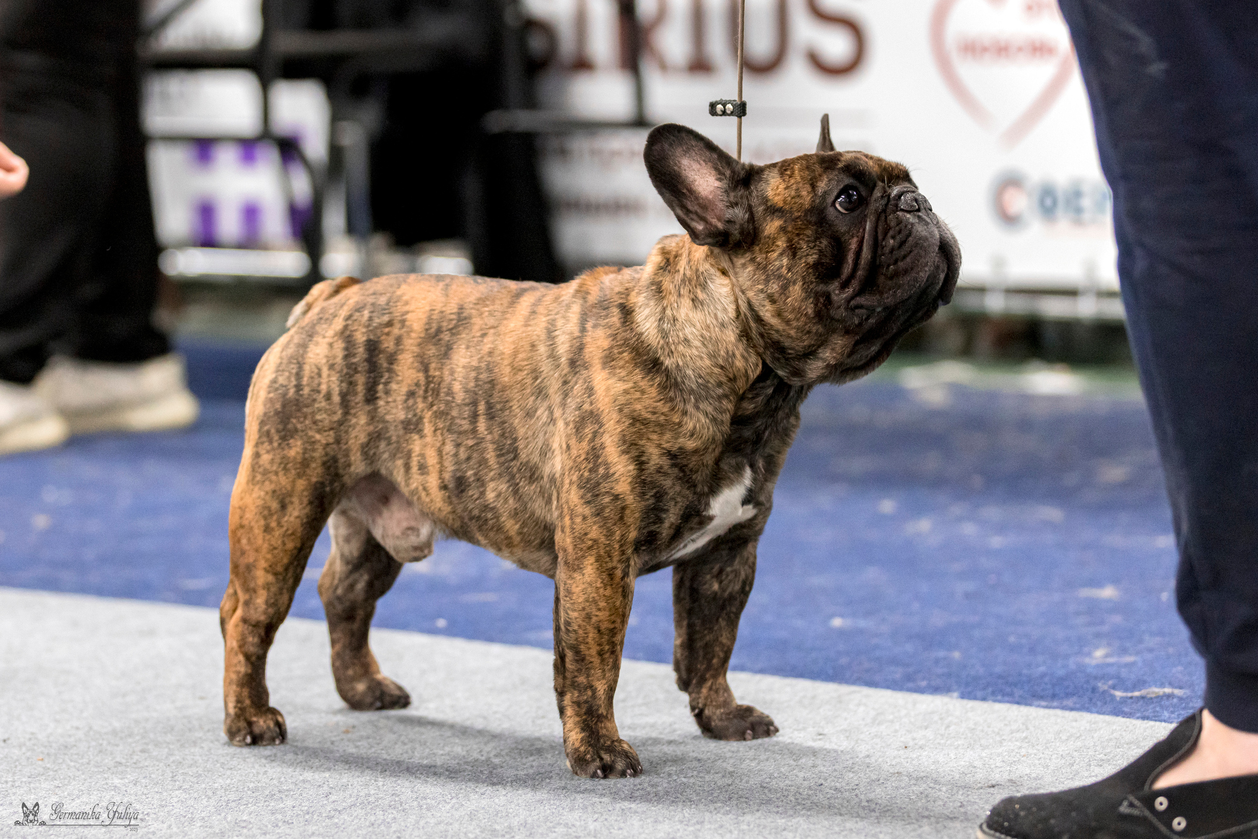 Сфера-Ховрино 29-30.07.2023. Фотограф-анималист Юлия Германика