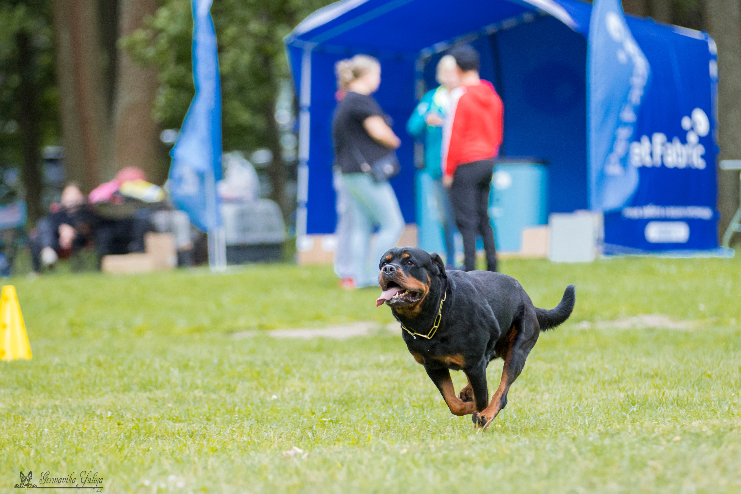 ПК и КЧК ротвейлеров Питер 22-23.07.2023. Фотограф-анималист Юлия Германика