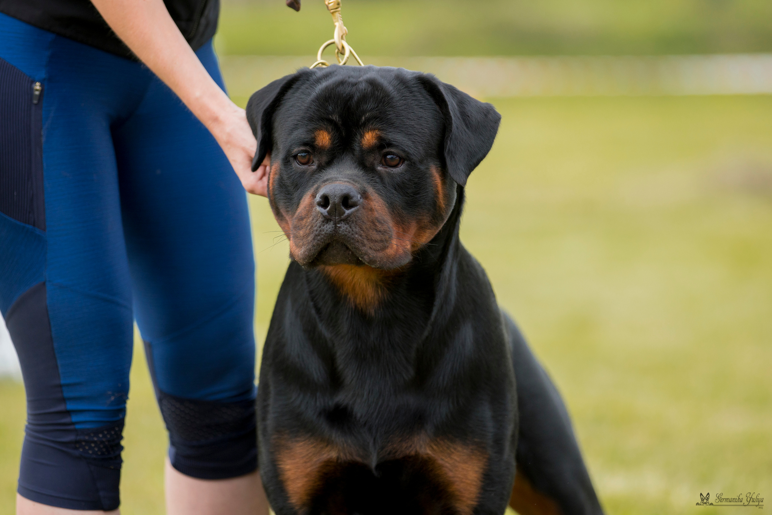 Рязань моно ротвейлеров 12.08.2023. Фотограф-анималист Юлия Германика