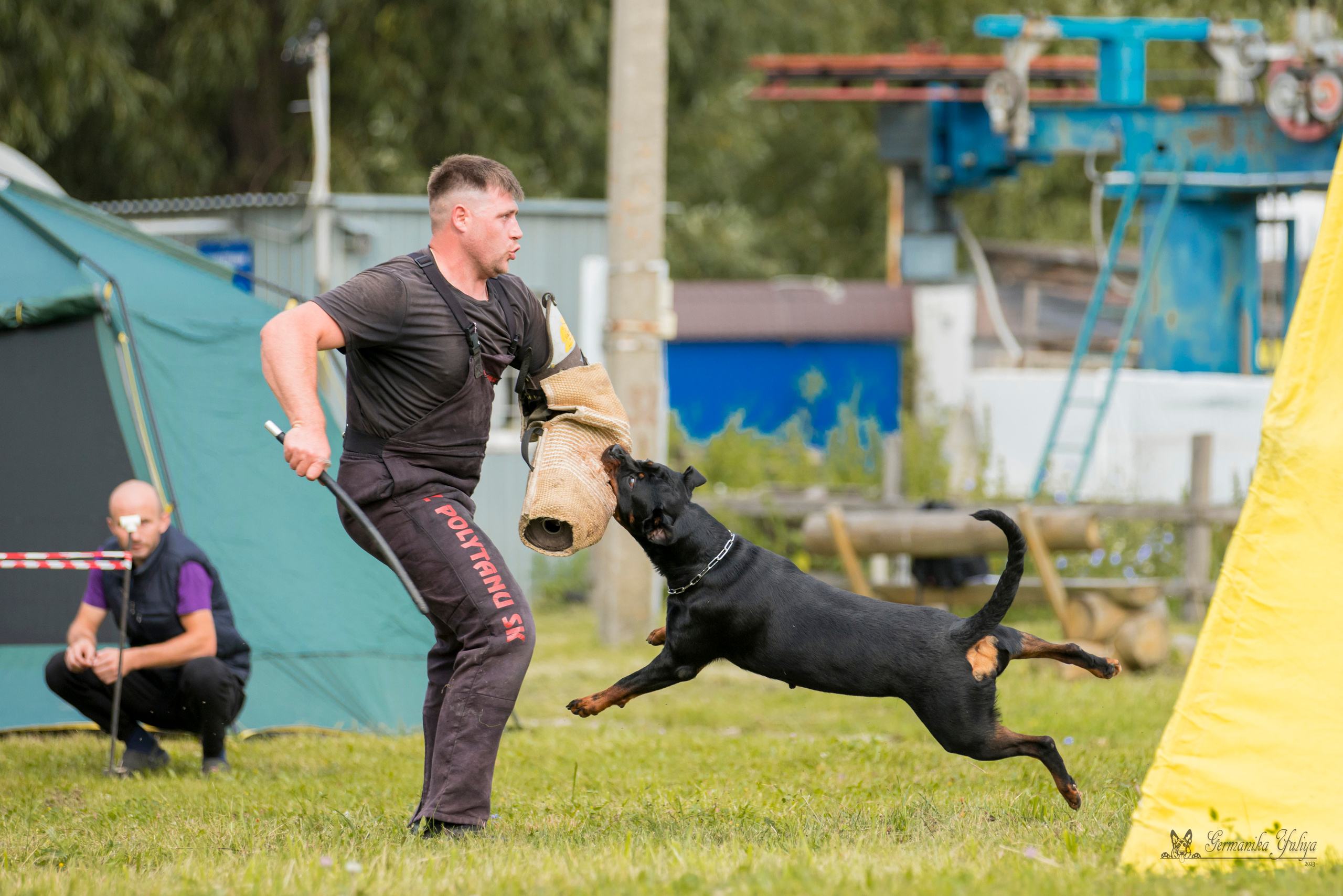 Рязань моно ротвейлеров 12.08.2023. Фотограф-анималист Юлия Германика