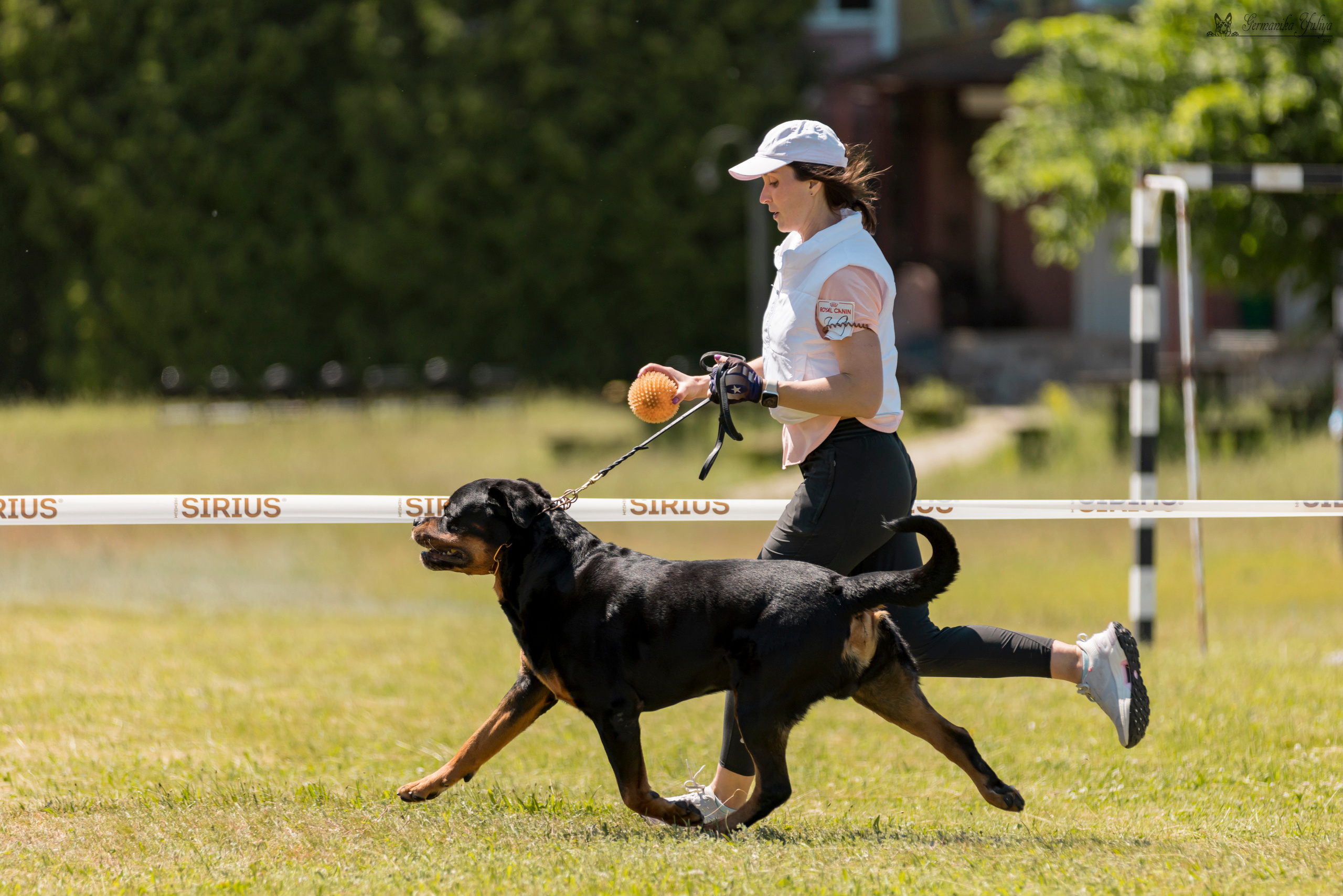 Воронеж 2хмоно ротвейлеров 3-4.06.2023. Фотограф-анималист Юлия Германика