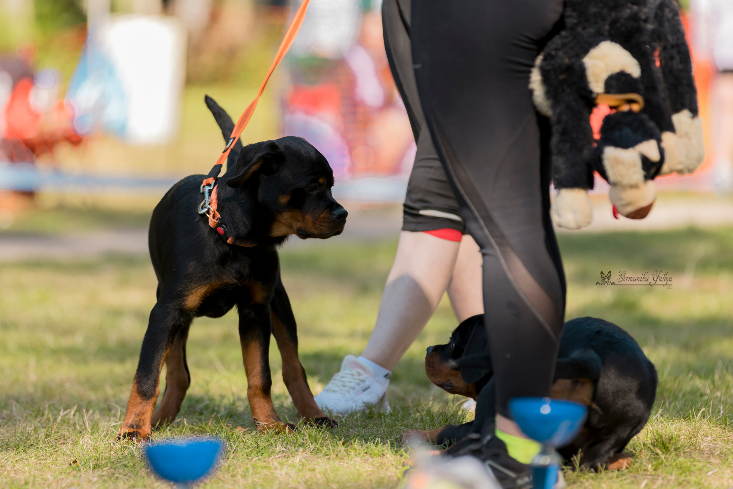 ПК и КЧК ротвейлеров Питер 22-23.07.2023. Фотограф-анималист Юлия Германика