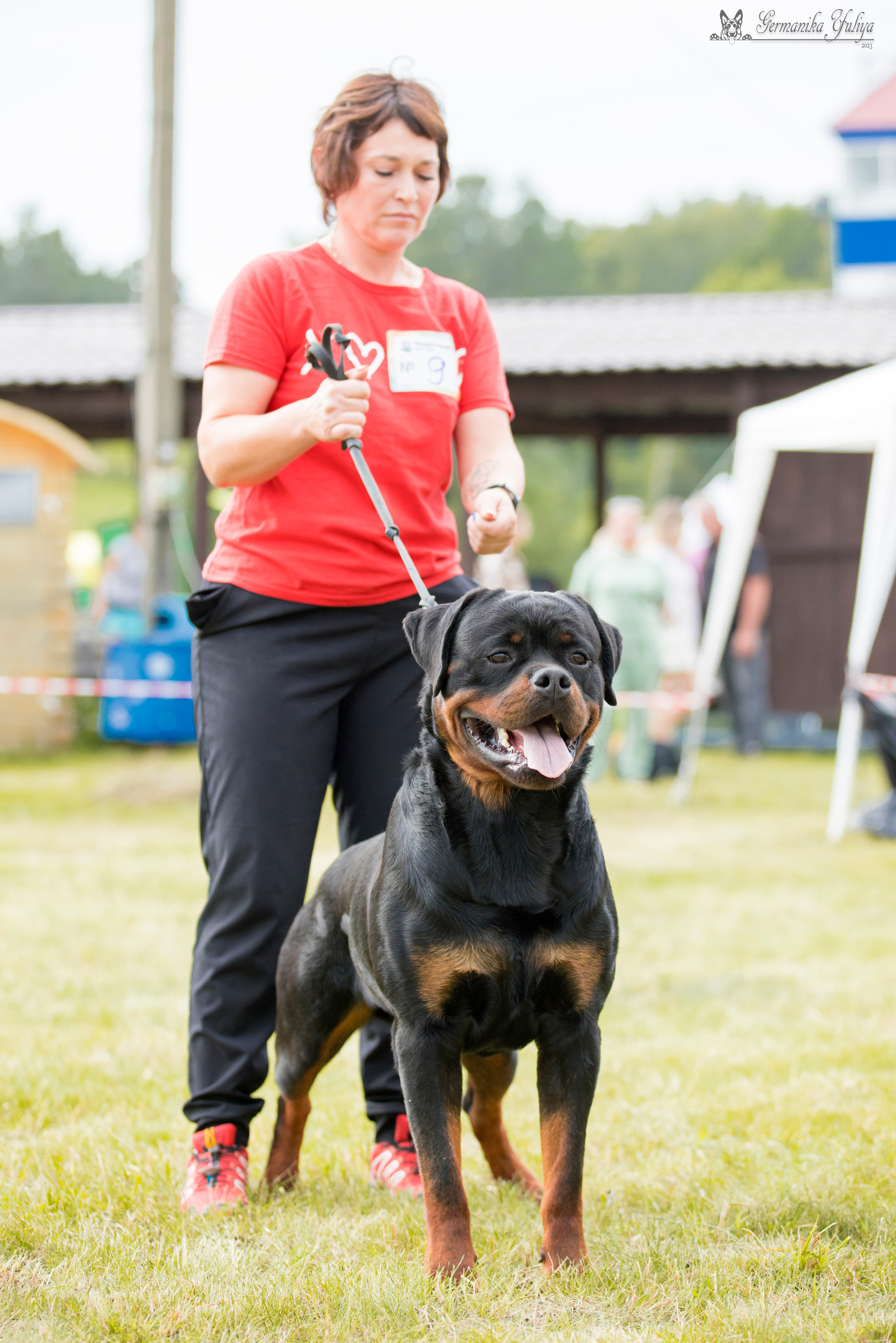 Рязань моно ротвейлеров 12.08.2023. Фотограф-анималист Юлия Германика
