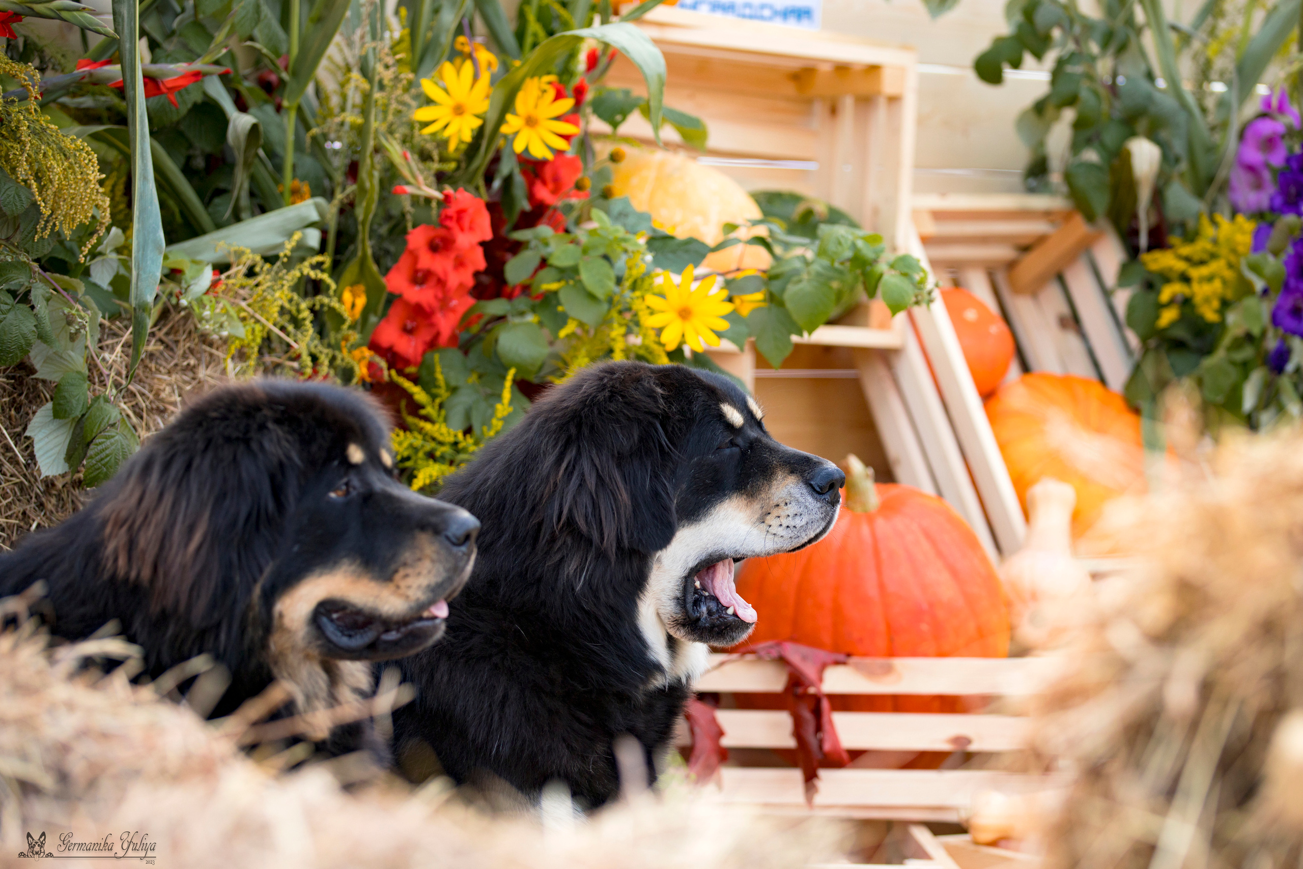 Питер 2-3.09.2023. Фотограф-анималист Юлия Германика