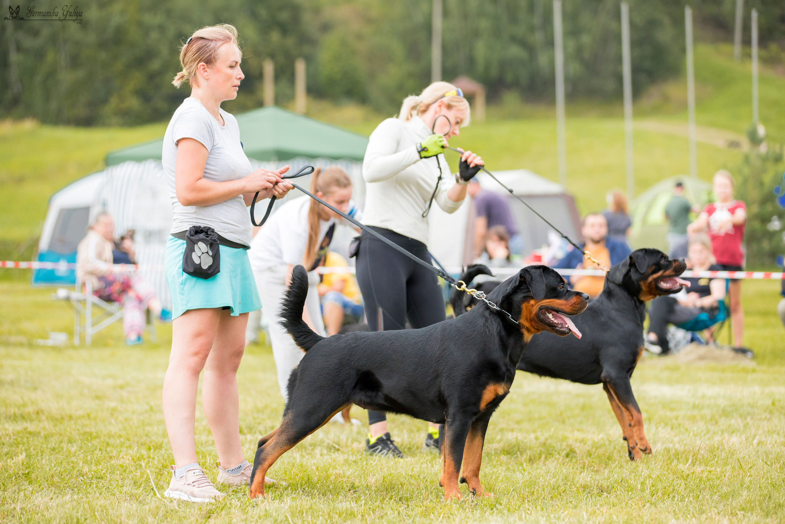 Рязань моно ротвейлеров 12.08.2023. Фотограф-анималист Юлия Германика