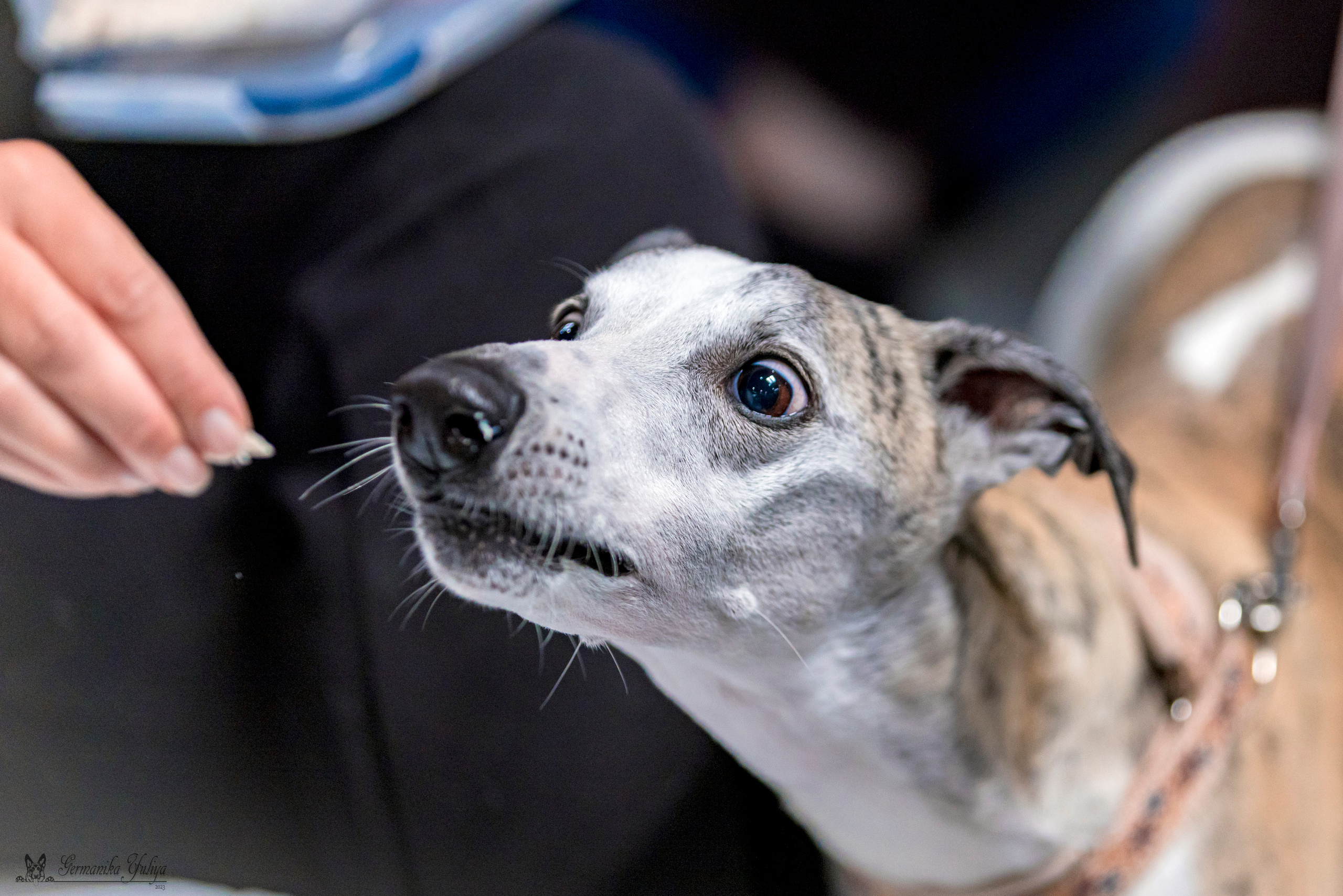 Крокус,Псков 5-6.08.2023. Фотограф-анималист Юлия Германика