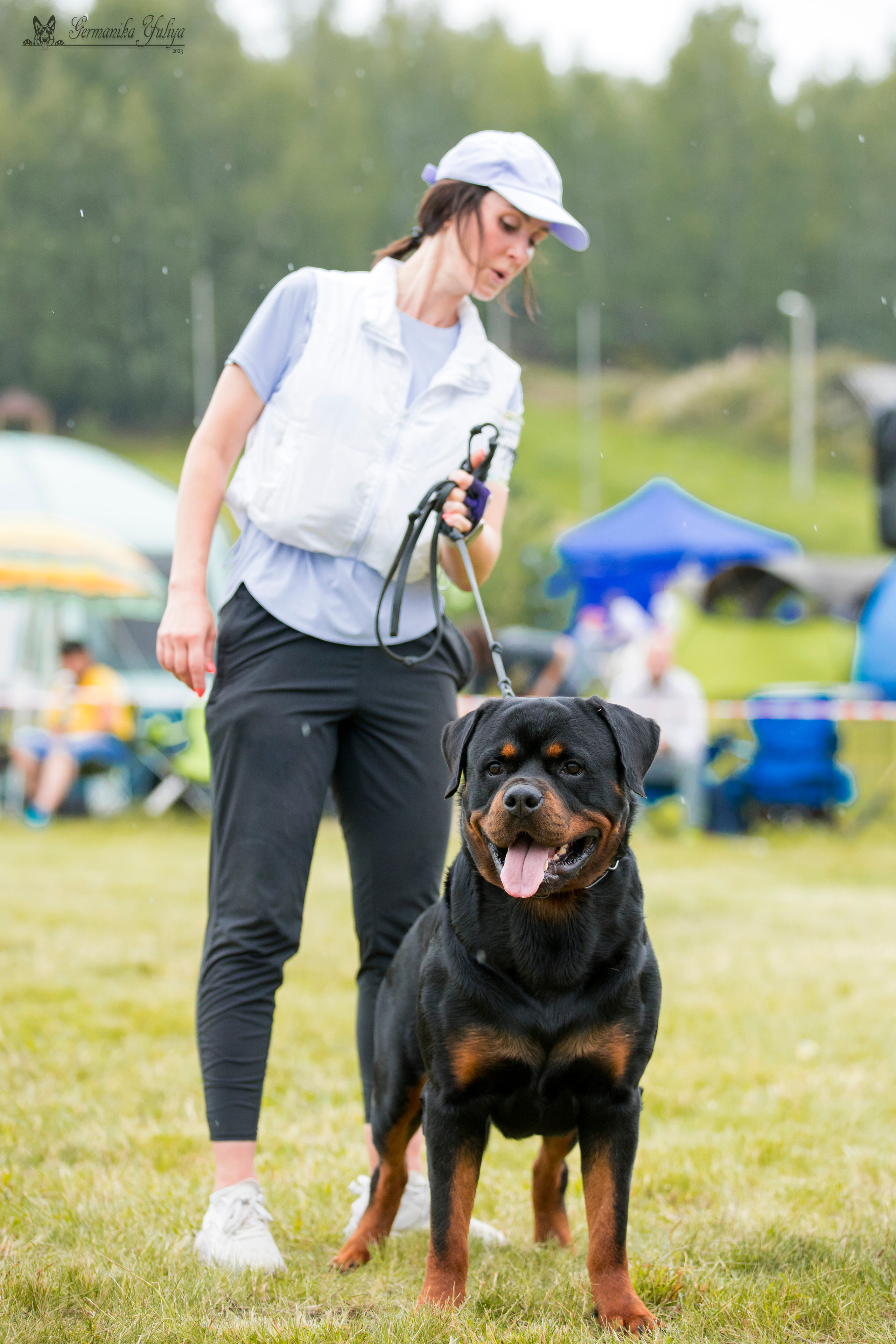 Рязань моно ротвейлеров 12.08.2023. Фотограф-анималист Юлия Германика