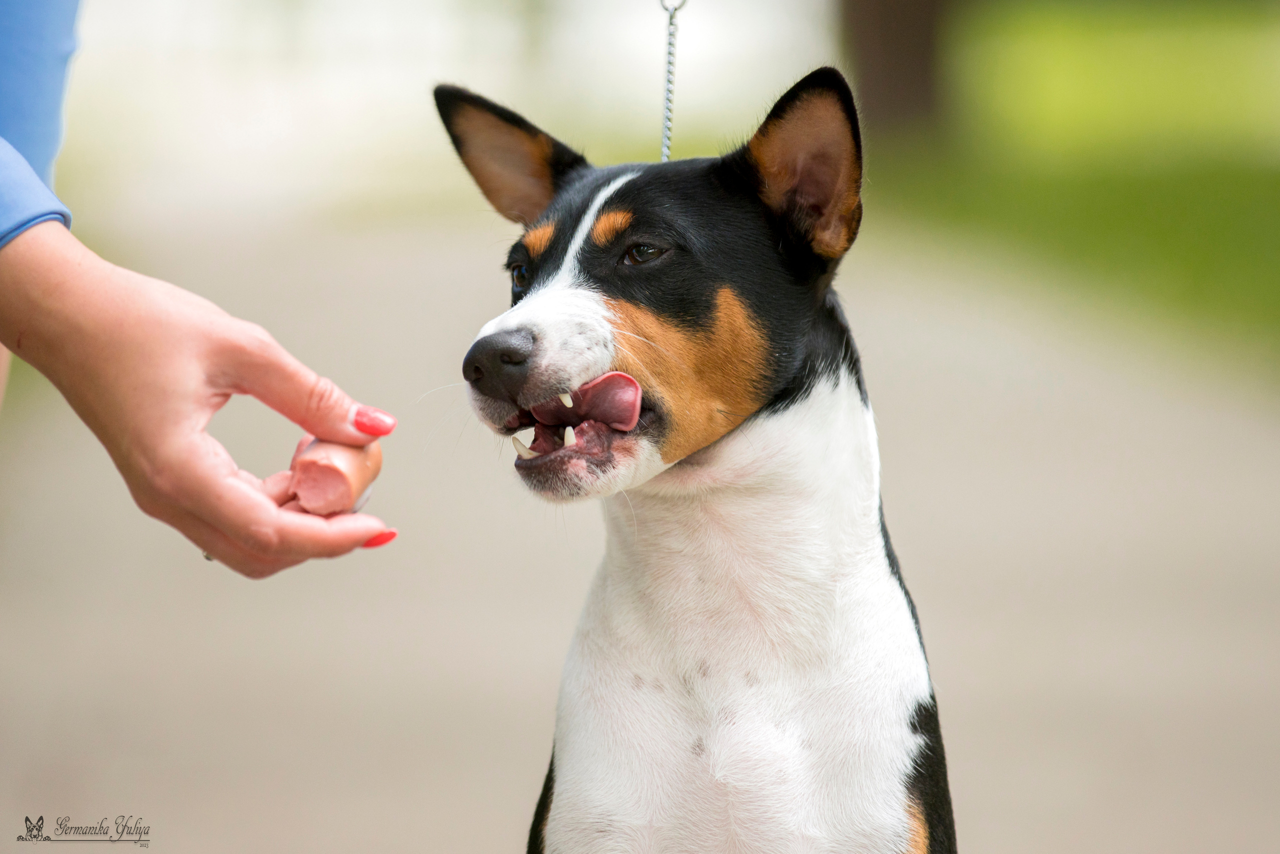 Ховрино 26.08.2023. Фотограф-анималист Юлия Германика