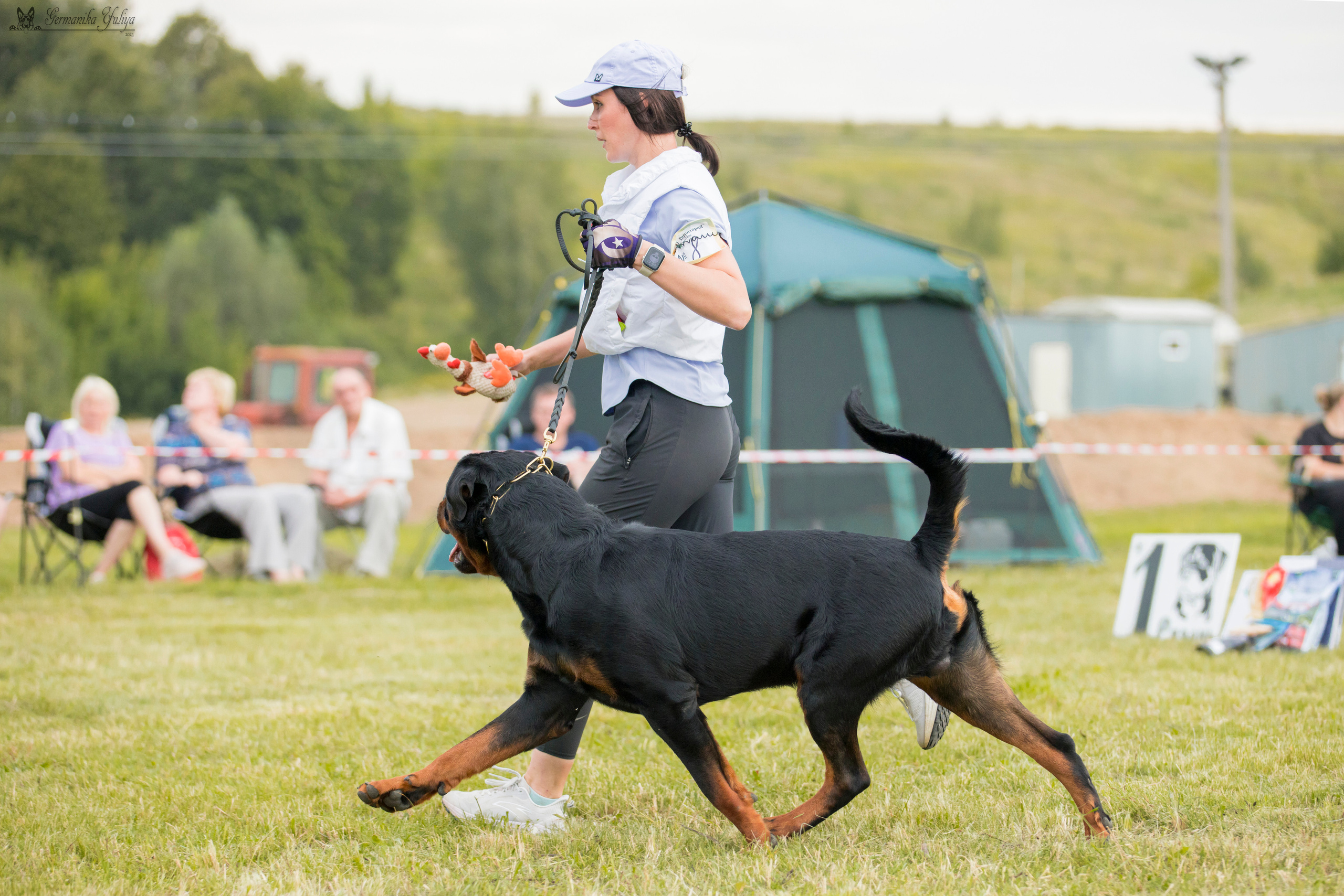 Рязань моно ротвейлеров 12.08.2023. Фотограф-анималист Юлия Германика