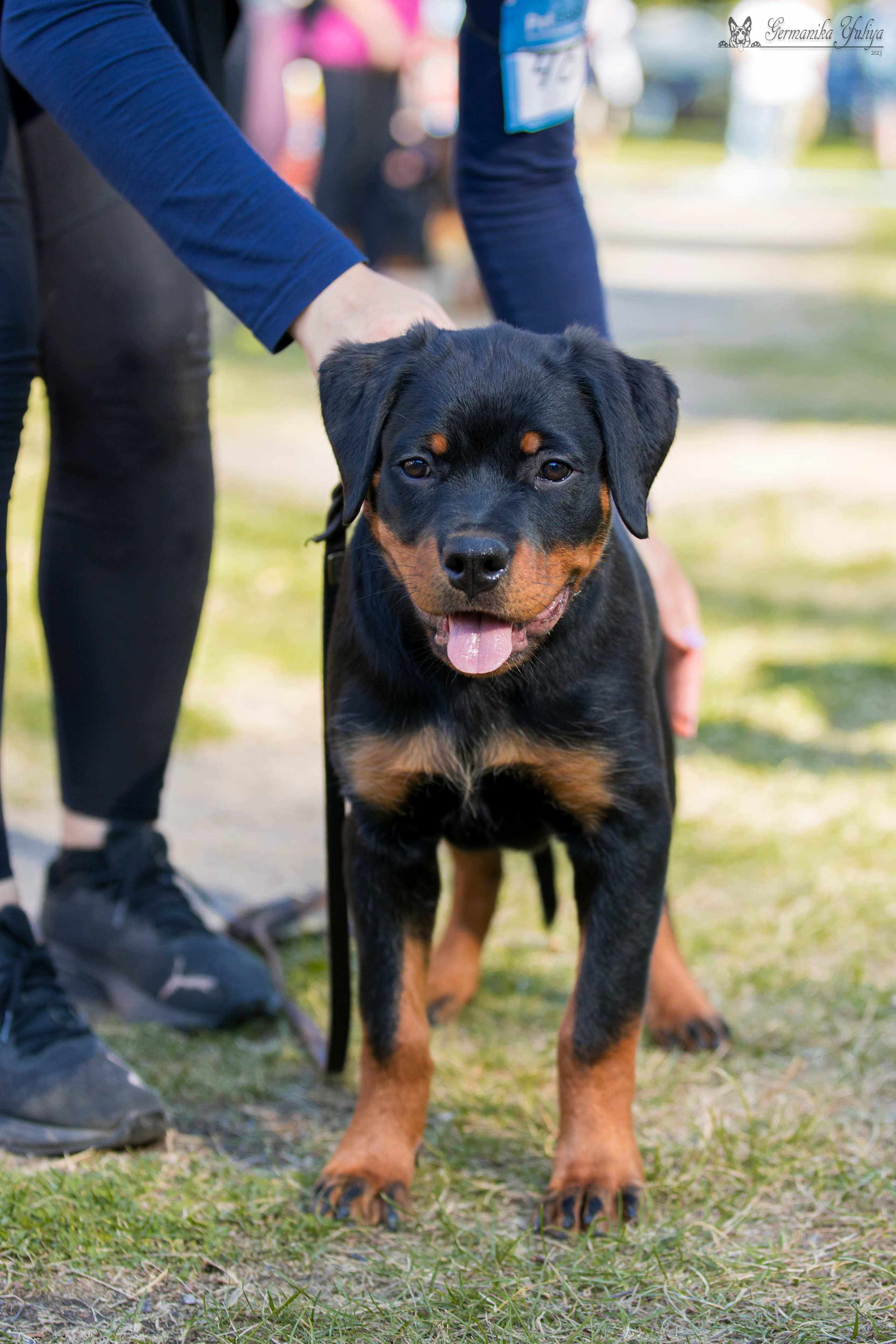 ПК и КЧК ротвейлеров Питер 22-23.07.2023. Фотограф-анималист Юлия Германика