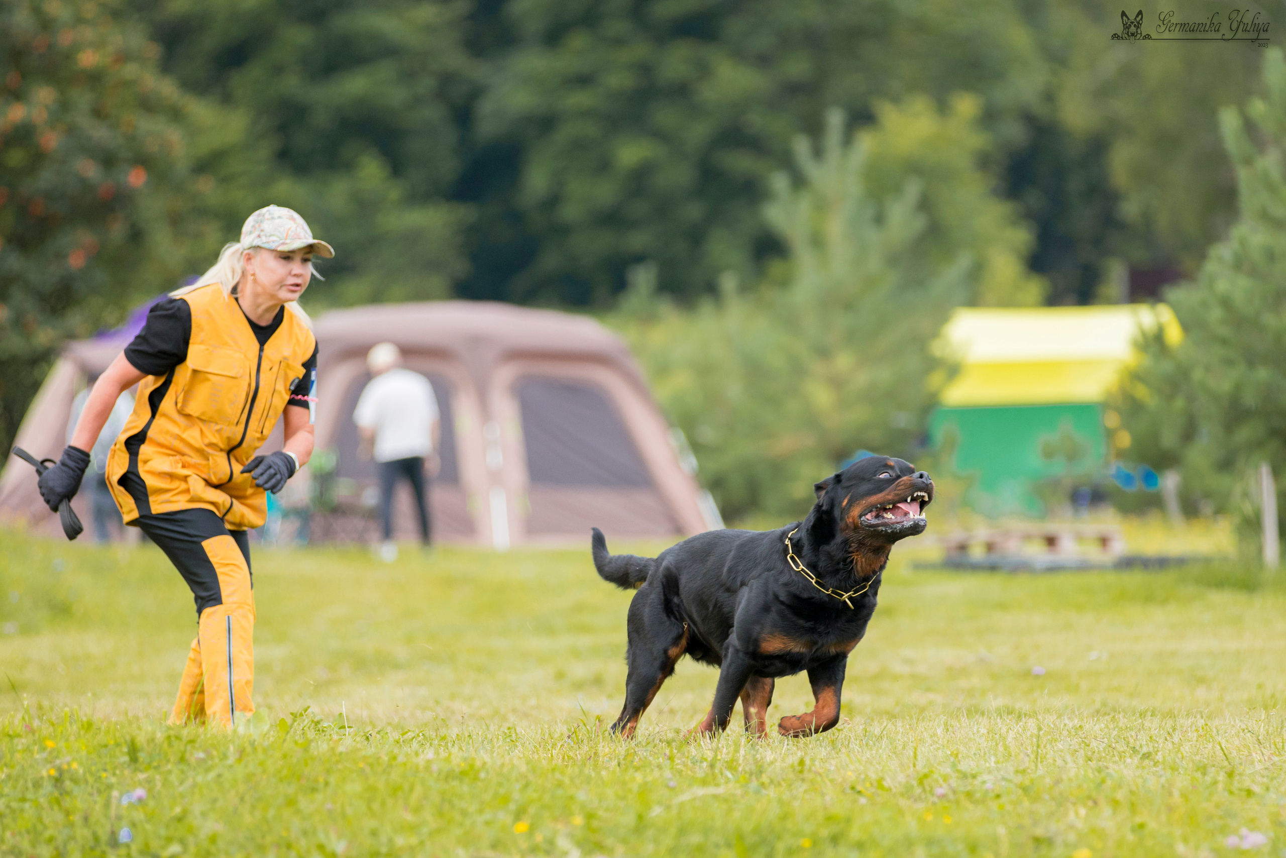 Рязань моно ротвейлеров 12.08.2023. Фотограф-анималист Юлия Германика