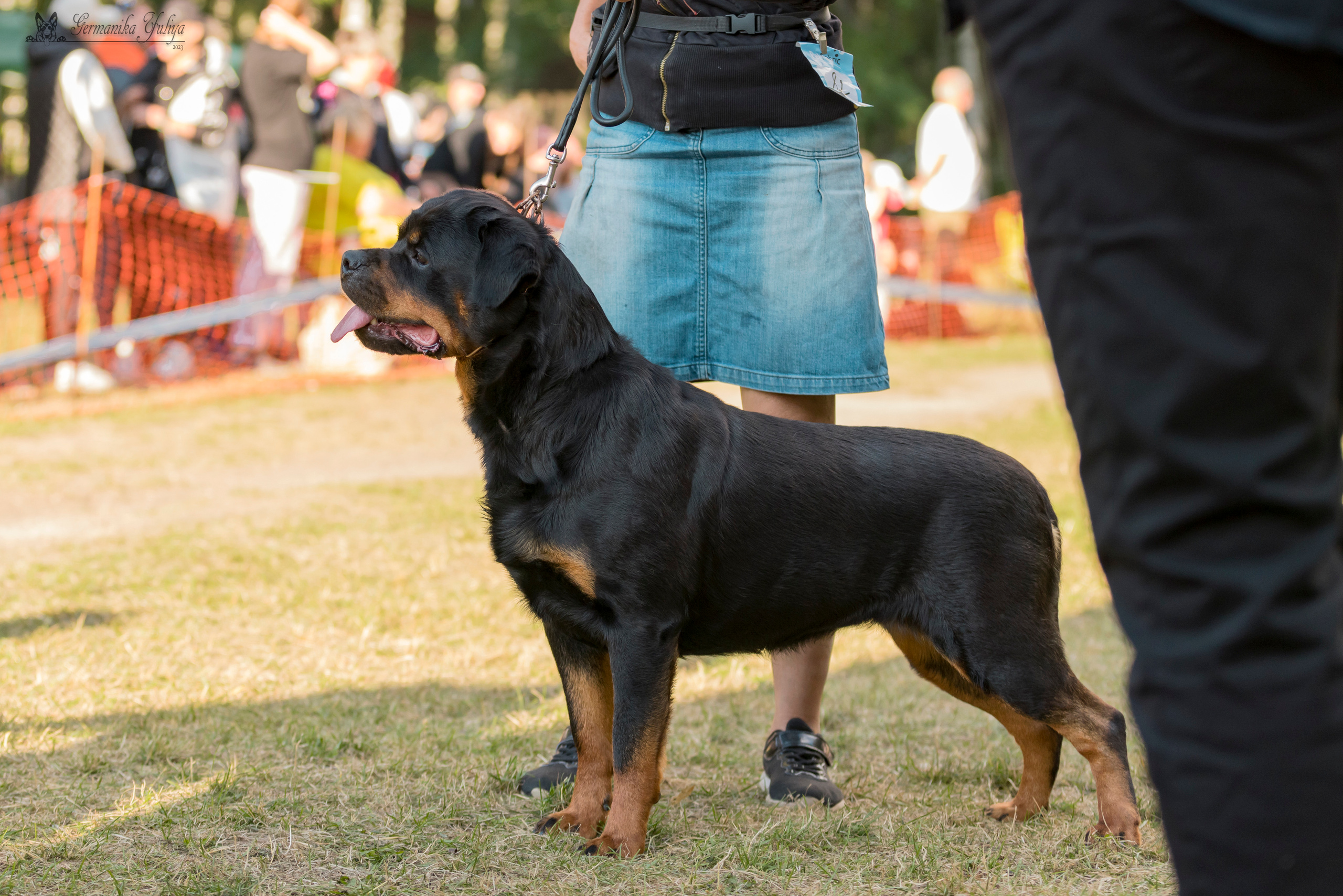 ПК и КЧК ротвейлеров Питер 22-23.07.2023. Фотограф-анималист Юлия Германика