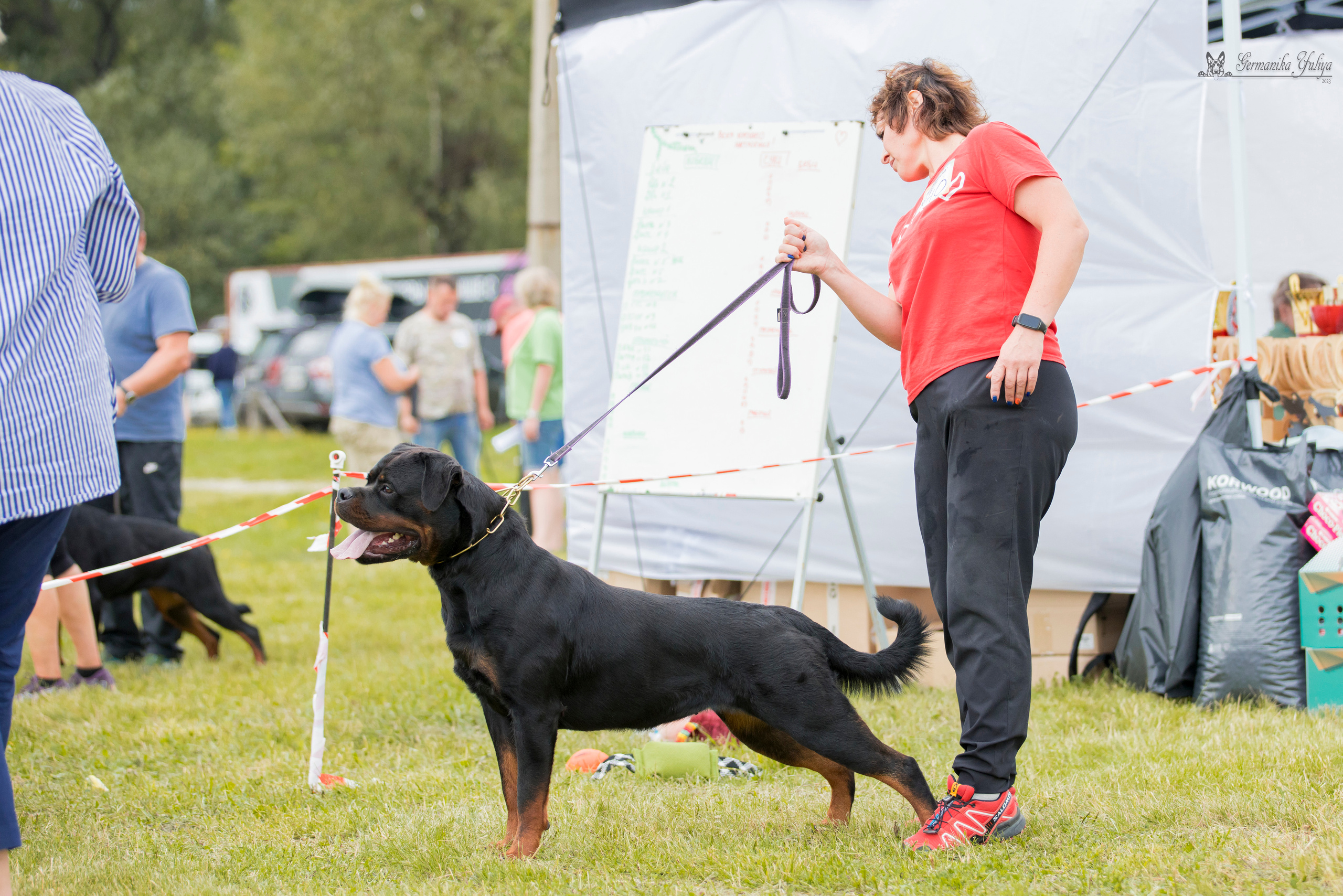 Рязань моно ротвейлеров 12.08.2023. Фотограф-анималист Юлия Германика