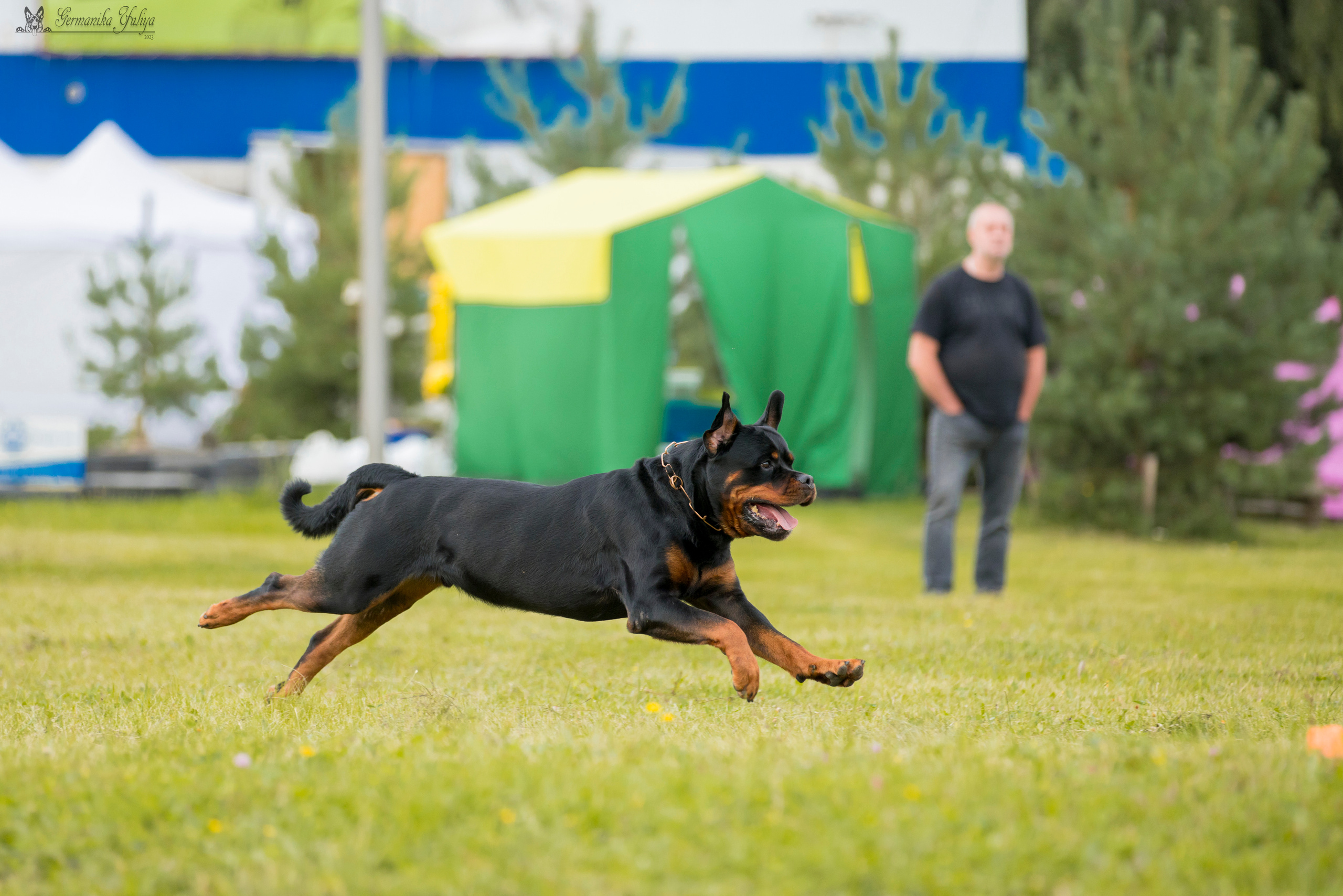 Рязань моно ротвейлеров 12.08.2023. Фотограф-анималист Юлия Германика