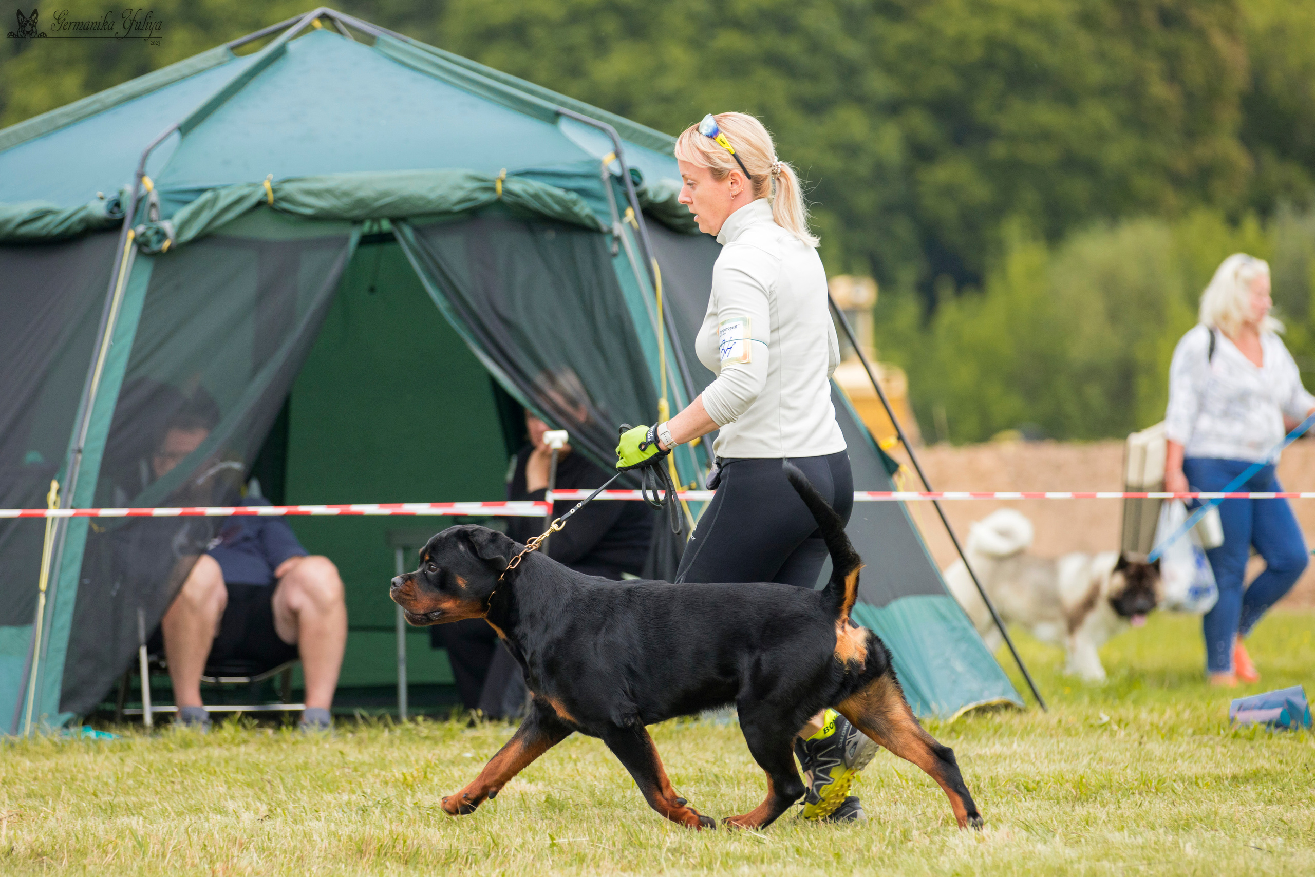 Рязань моно ротвейлеров 12.08.2023. Фотограф-анималист Юлия Германика