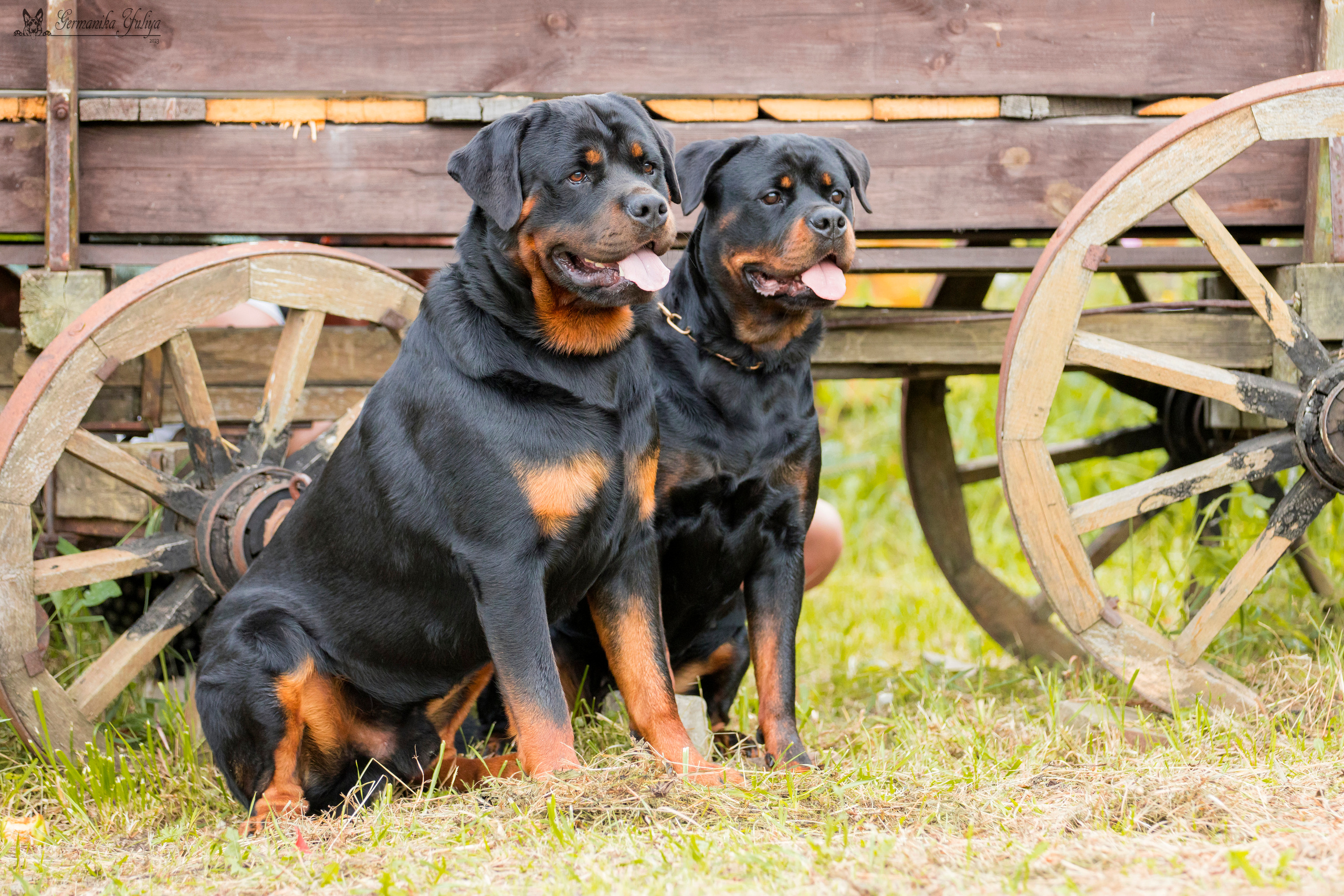 Рязань моно ротвейлеров 12.08.2023. Фотограф-анималист Юлия Германика