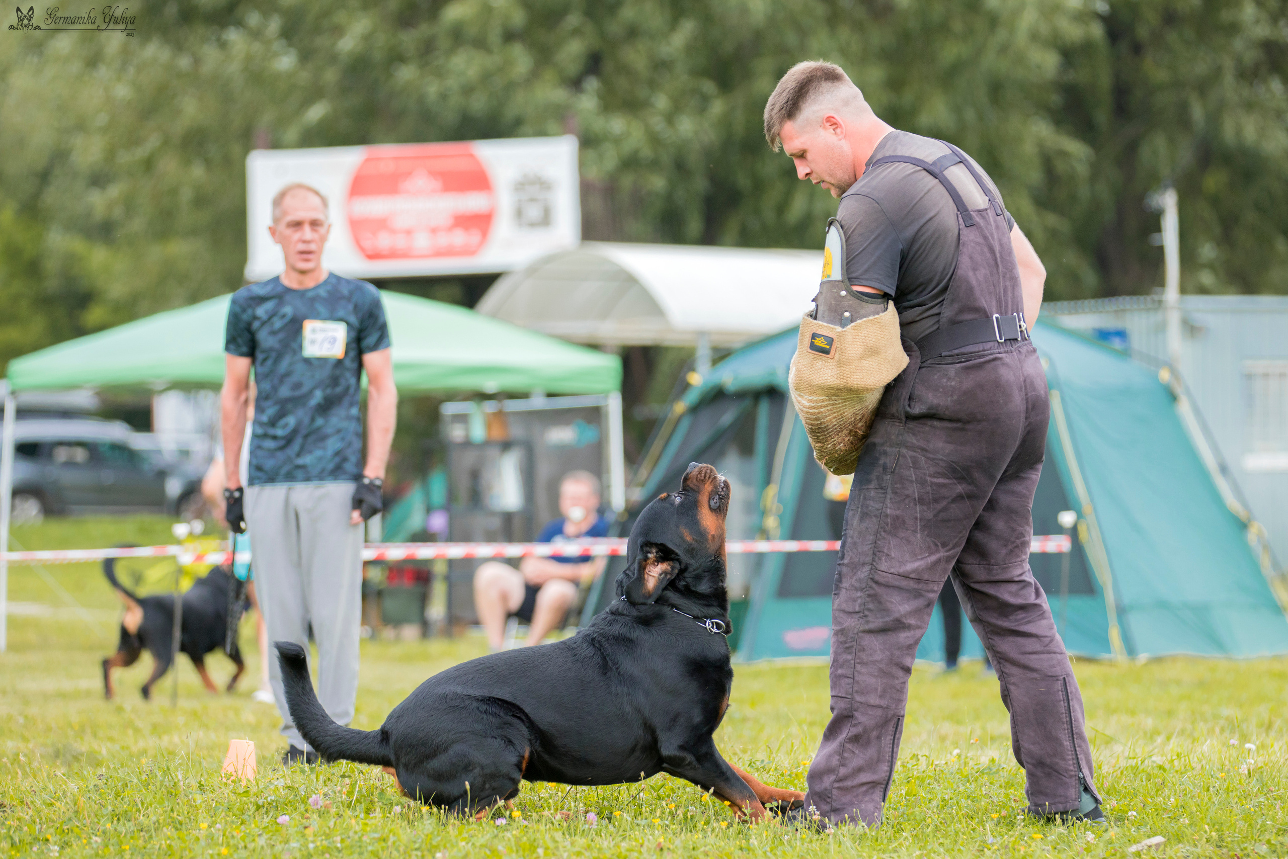 Рязань моно ротвейлеров 12.08.2023. Фотограф-анималист Юлия Германика