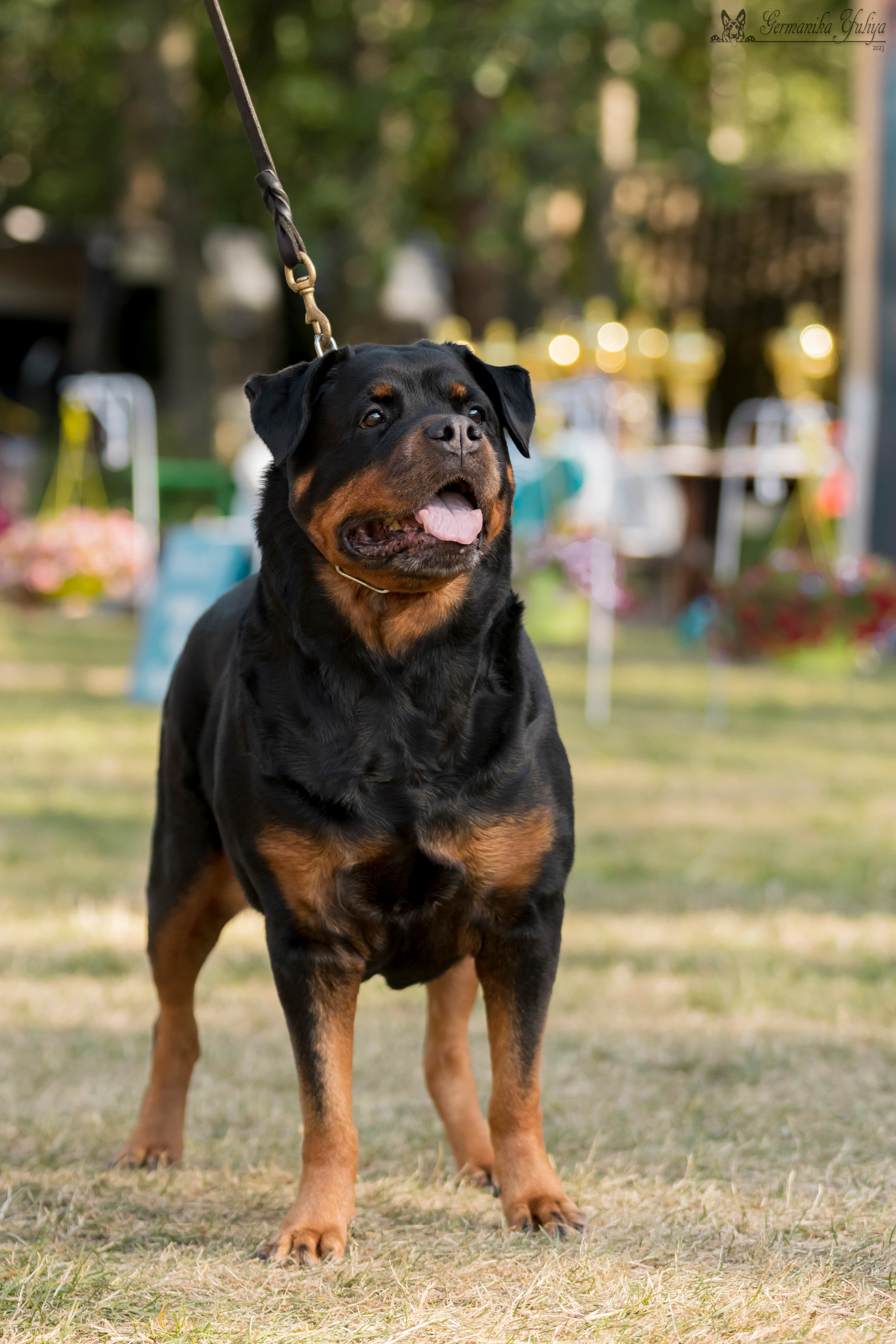 ПК и КЧК ротвейлеров Питер 22-23.07.2023. Фотограф-анималист Юлия Германика