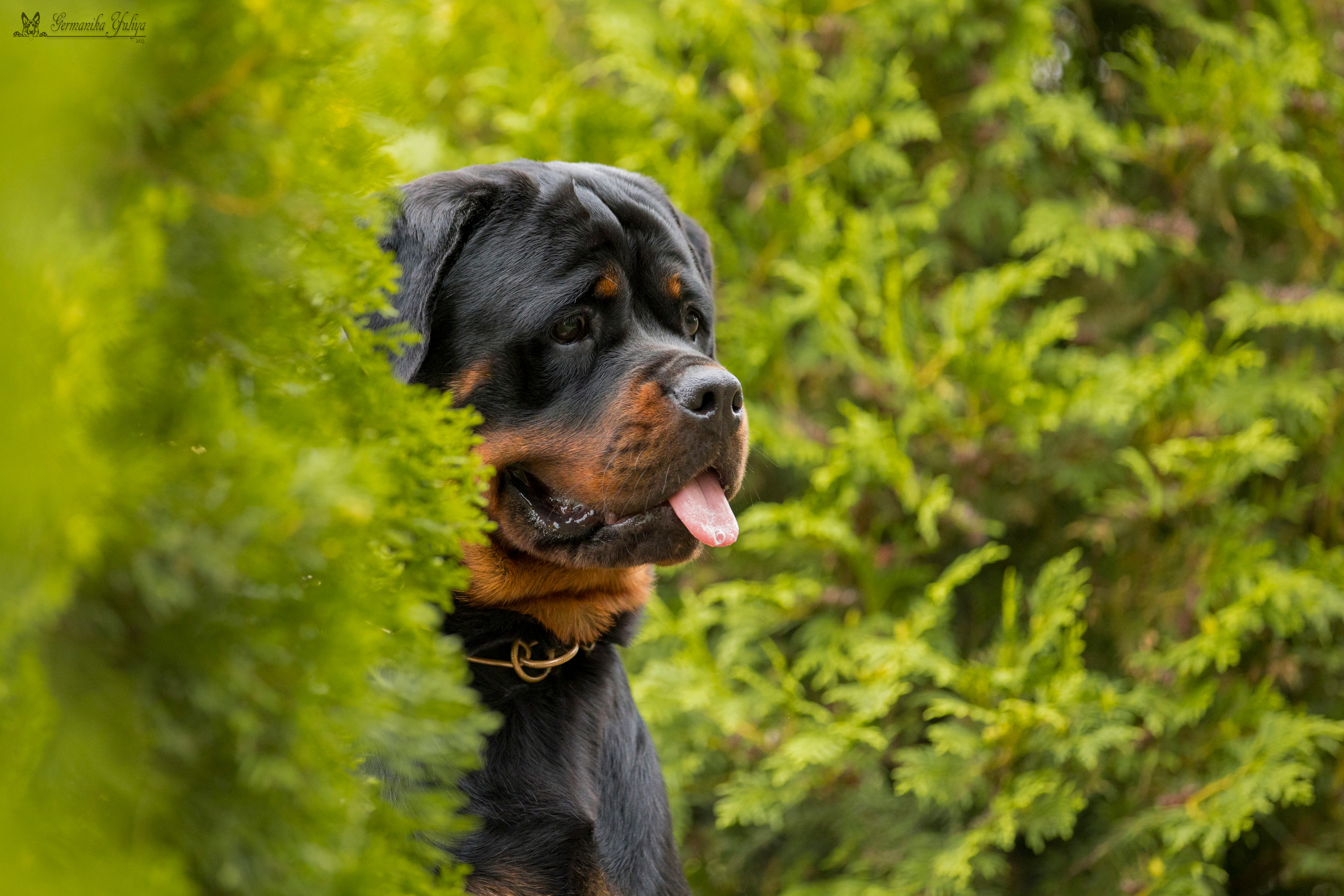 Рязань моно ротвейлеров 12.08.2023. Фотограф-анималист Юлия Германика
