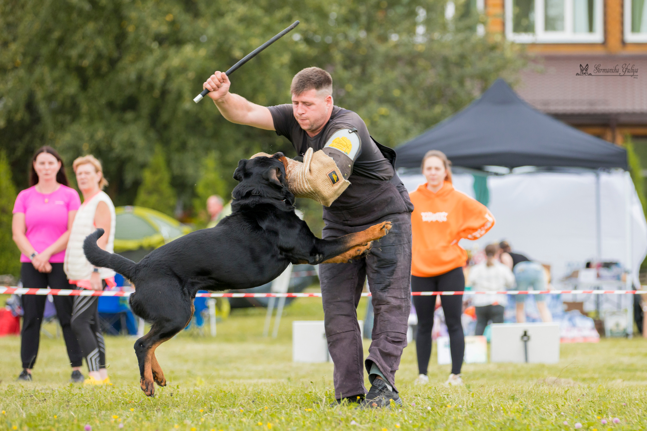 Рязань моно ротвейлеров 12.08.2023. Фотограф-анималист Юлия Германика