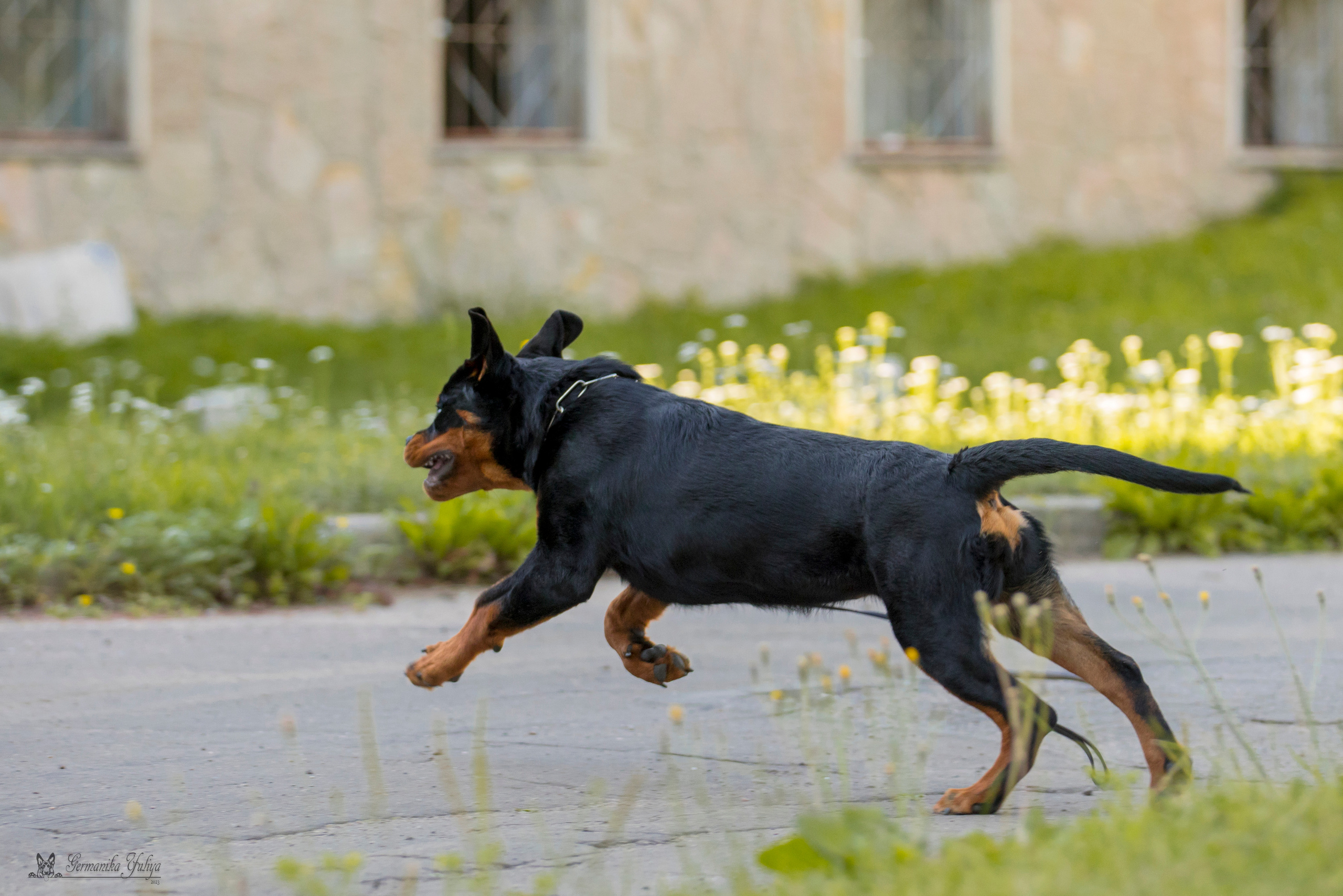 ПК и КЧК ротвейлеров Питер 22-23.07.2023. Фотограф-анималист Юлия Германика