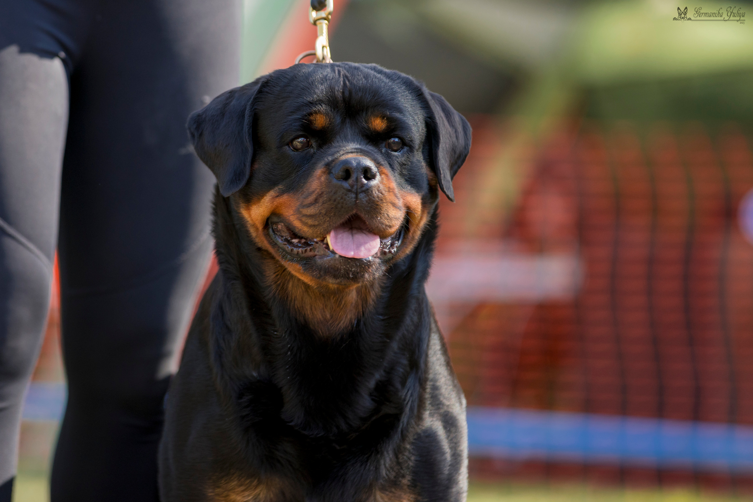 ПК и КЧК ротвейлеров Питер 22-23.07.2023. Фотограф-анималист Юлия Германика