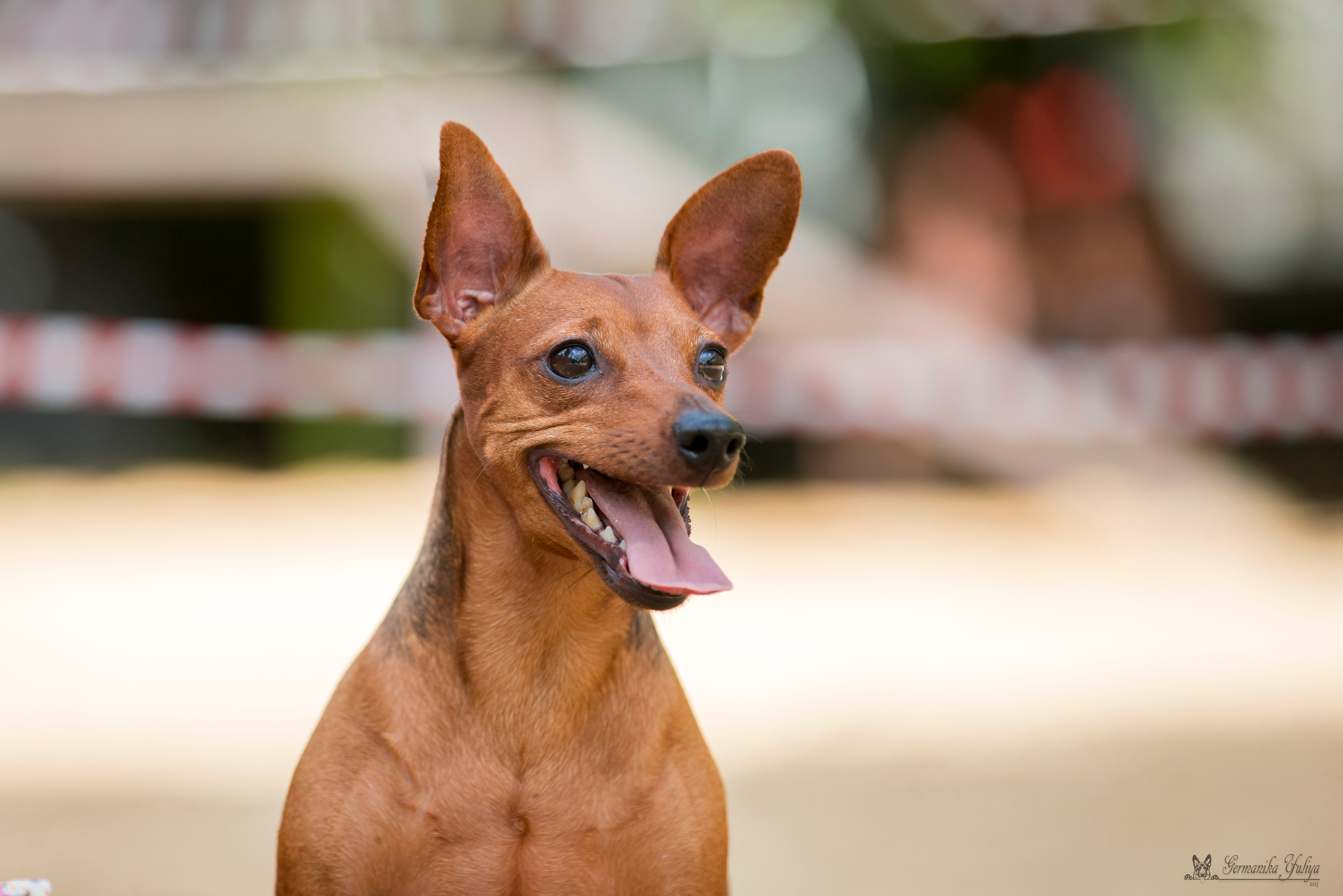 Сфера-Ховрино 29-30.07.2023. Фотограф-анималист Юлия Германика