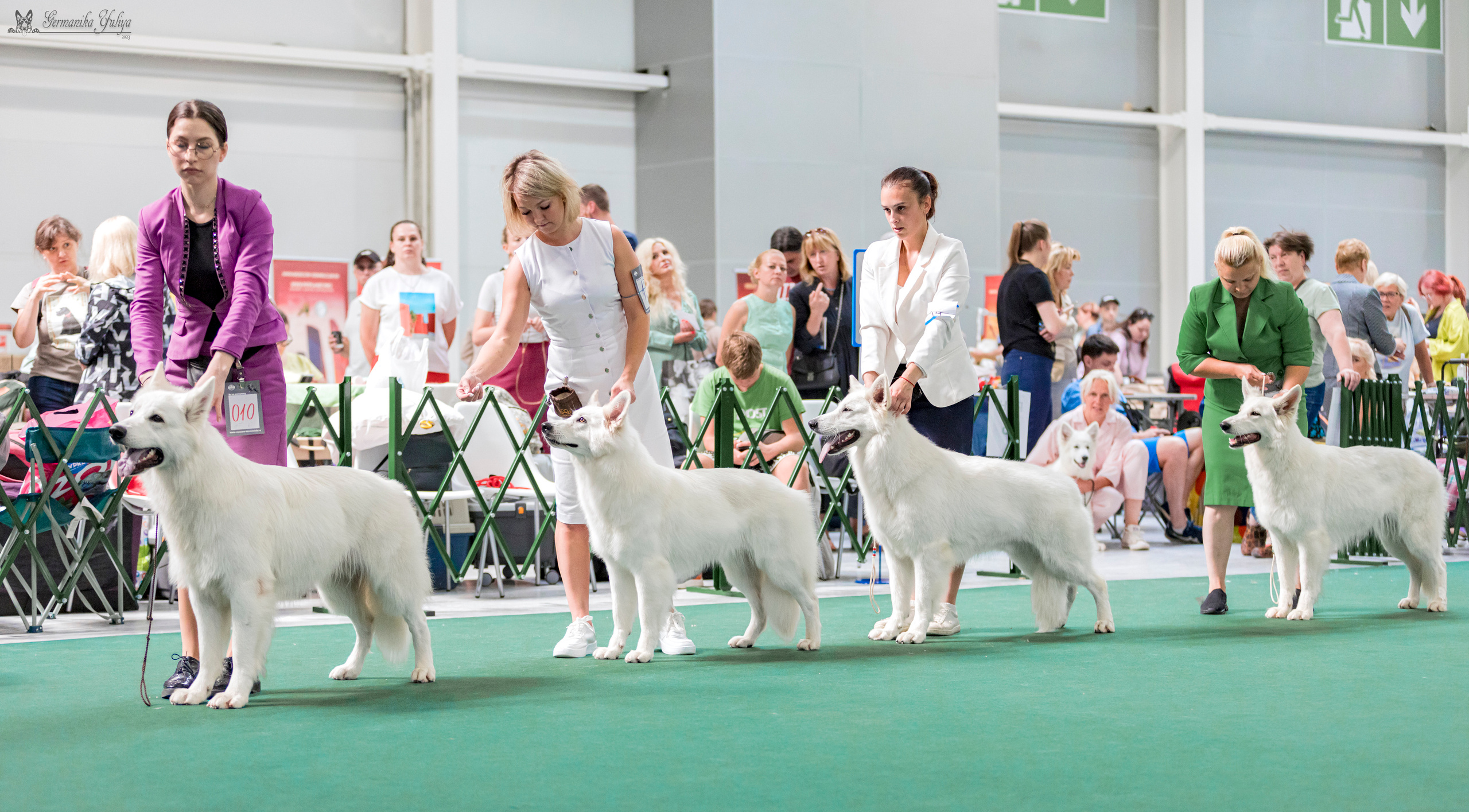 Крокус,Псков 5-6.08.2023. Фотограф-анималист Юлия Германика