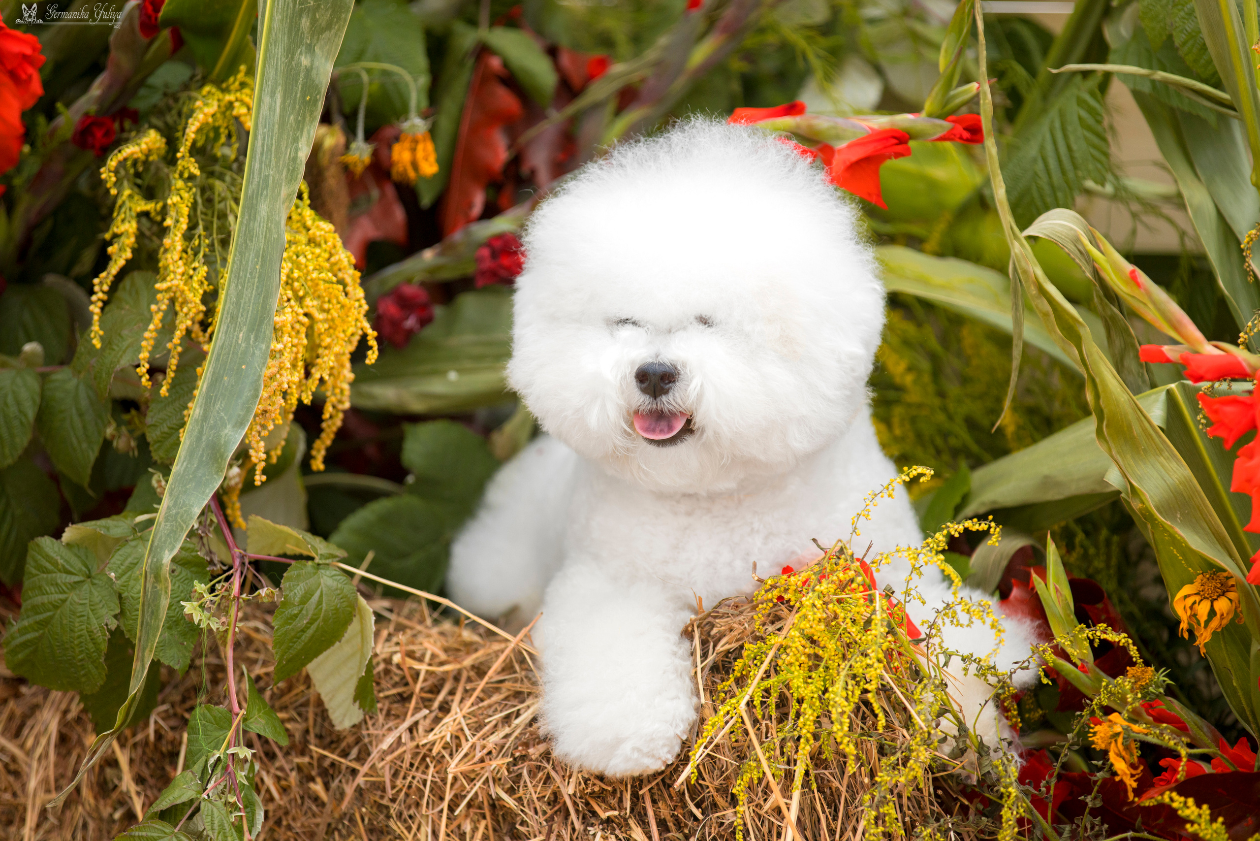 Питер 2-3.09.2023. Фотограф-анималист Юлия Германика