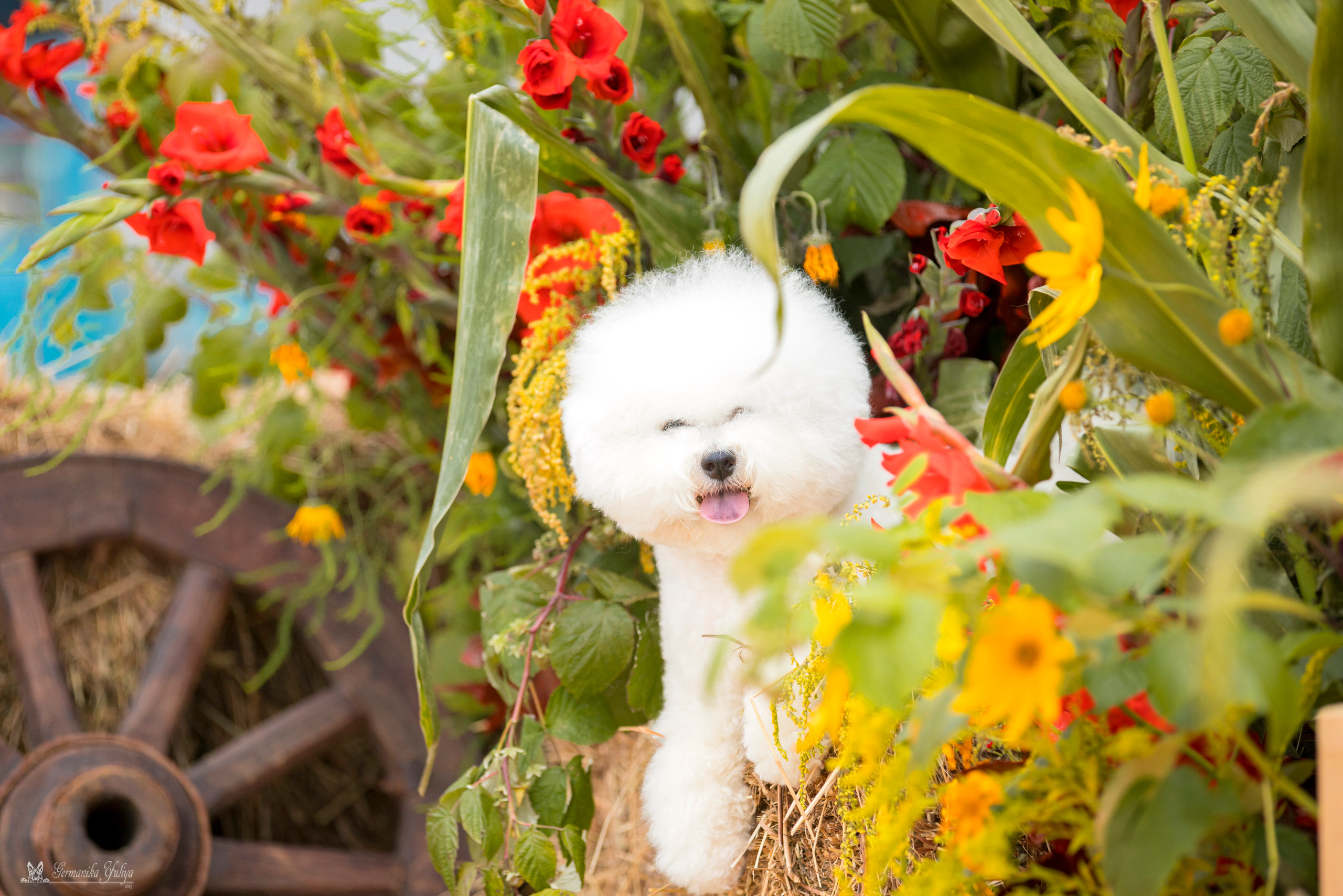 Питер 2-3.09.2023. Фотограф-анималист Юлия Германика